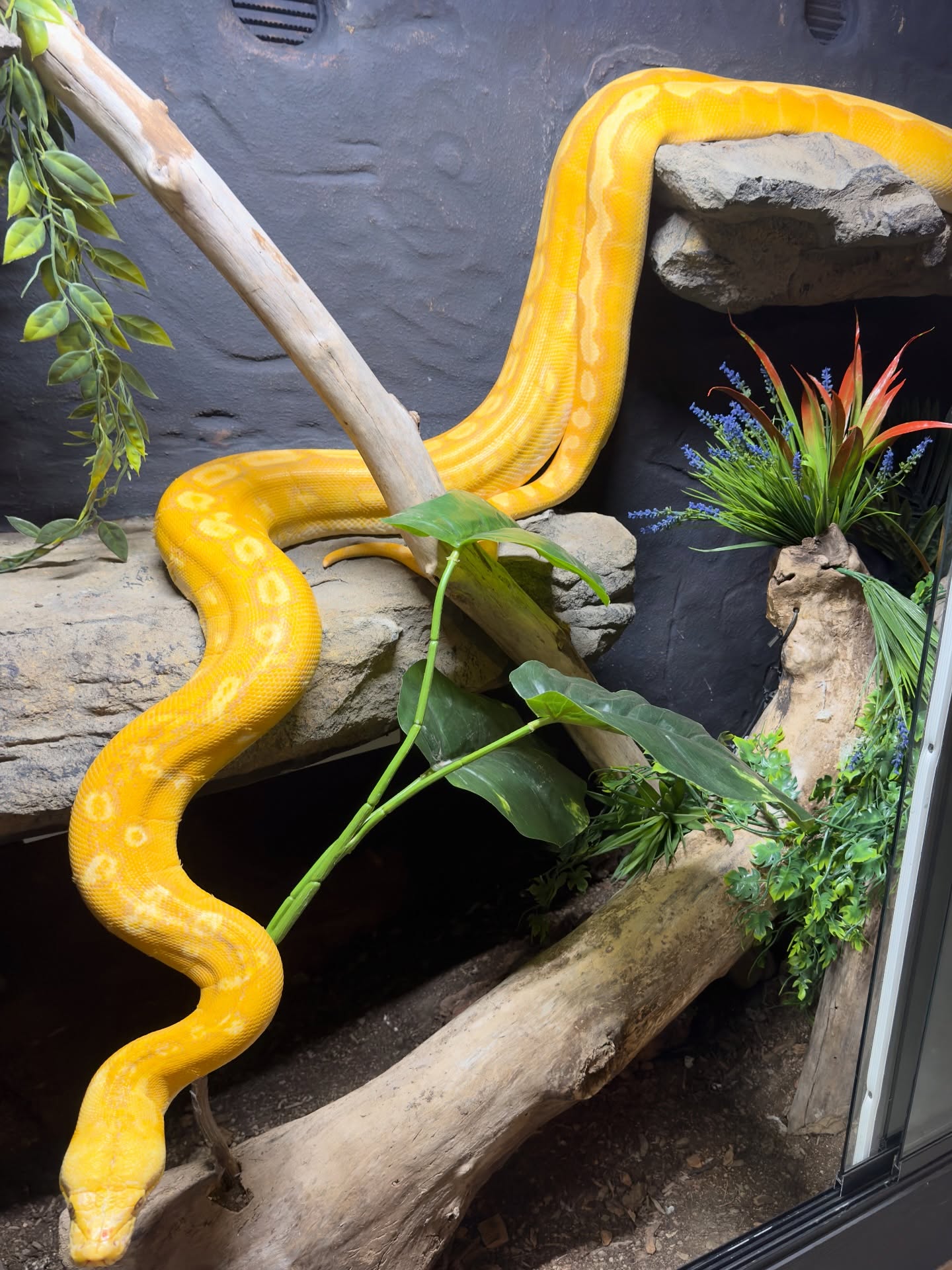 He gets better with age. Herman - purple ogs sunfire