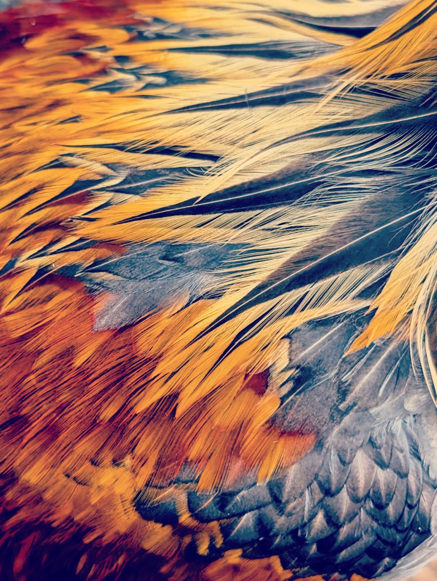 Liege in full color.
...
#rarechickens #rarebreed #rarepoultry #belgianliegefighter #liegefighter #ilovemychickens #chickensofinstagram #chicken #chickensaspets