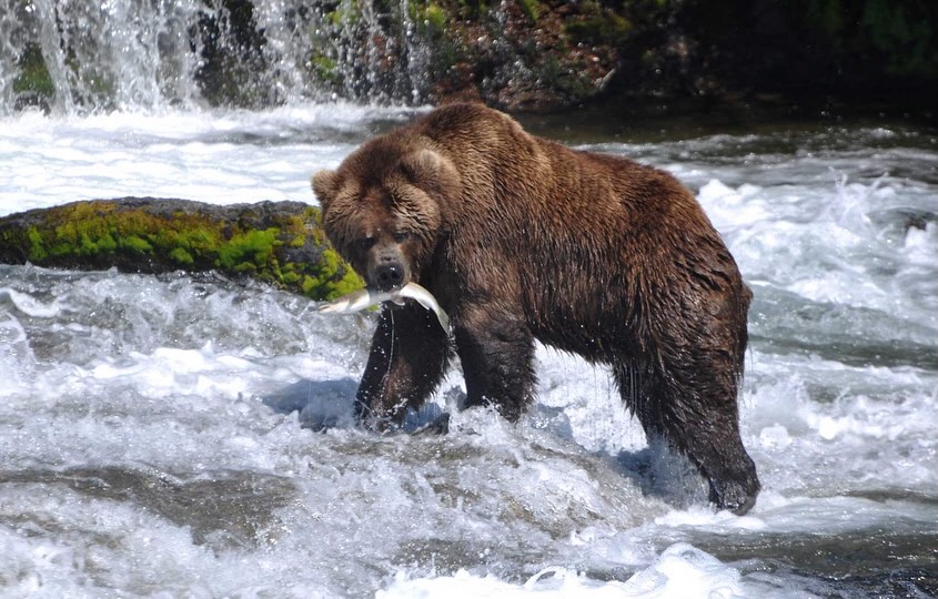 Got a special anniversary 💍 or landmark birthday 🎂 on the horizon?
Planning a golden wedding celebration 💛 or that bucket-list trip you’ve been dreaming about for years?
Some trips mean more than others - they mark a moment ✨, celebrate a milestone 🏆, or honour the fact that life deserves to be lived well.
Our incredible new 𝙈𝙞𝙡𝙚𝙨𝙩𝙤𝙣𝙚 𝙏𝙧𝙖𝙫𝙚𝙡 𝙁𝙚𝙖𝙩𝙪𝙧𝙚 is packed with inspiration for the most special of trips to celebrate with loved ones ❤️ and friends 🫂.
From 30th birthday adventures to multi-generational safaris 🐘, discover how to turn your next celebration into an extraordinary experience 🗺️.
👉🏼 Read the full guide, link in bio
@carrierluxuryholidays