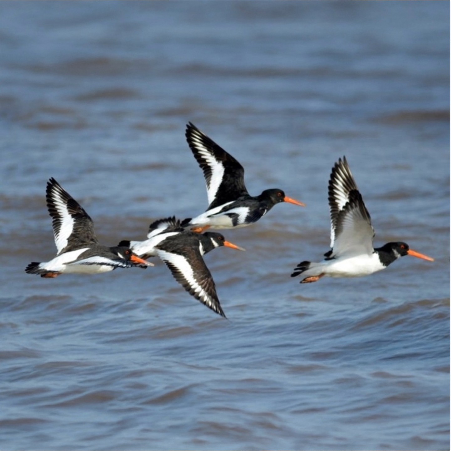 📣 THERE'S STILL TIME TO WALK ON THE WILD SIDE IN THE LOVELY AUTUMN SUNSHINE, TODAY & TOMORROW 📣
'Walk on the Wild Side' with Martin Unwin, Mon 6 & Tues 7 Oct, 3-5pm 🦅🎟
To book, visit www.appledorebookfestival.co.uk
#walkonthewildside #walk #wildlife #coast #tickets #appledore