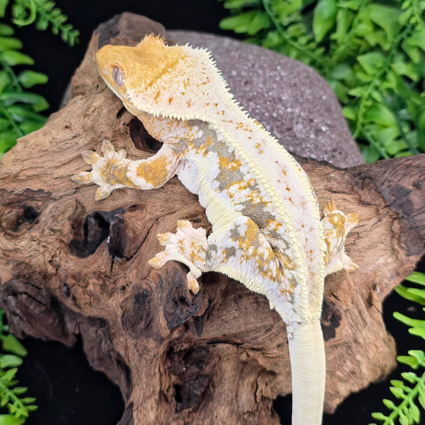 Un fire, but still fire 🔥 👏
#crestedgeckos #geckos #reptiles #reptilelover #gecko #geckosofig #lillywhite