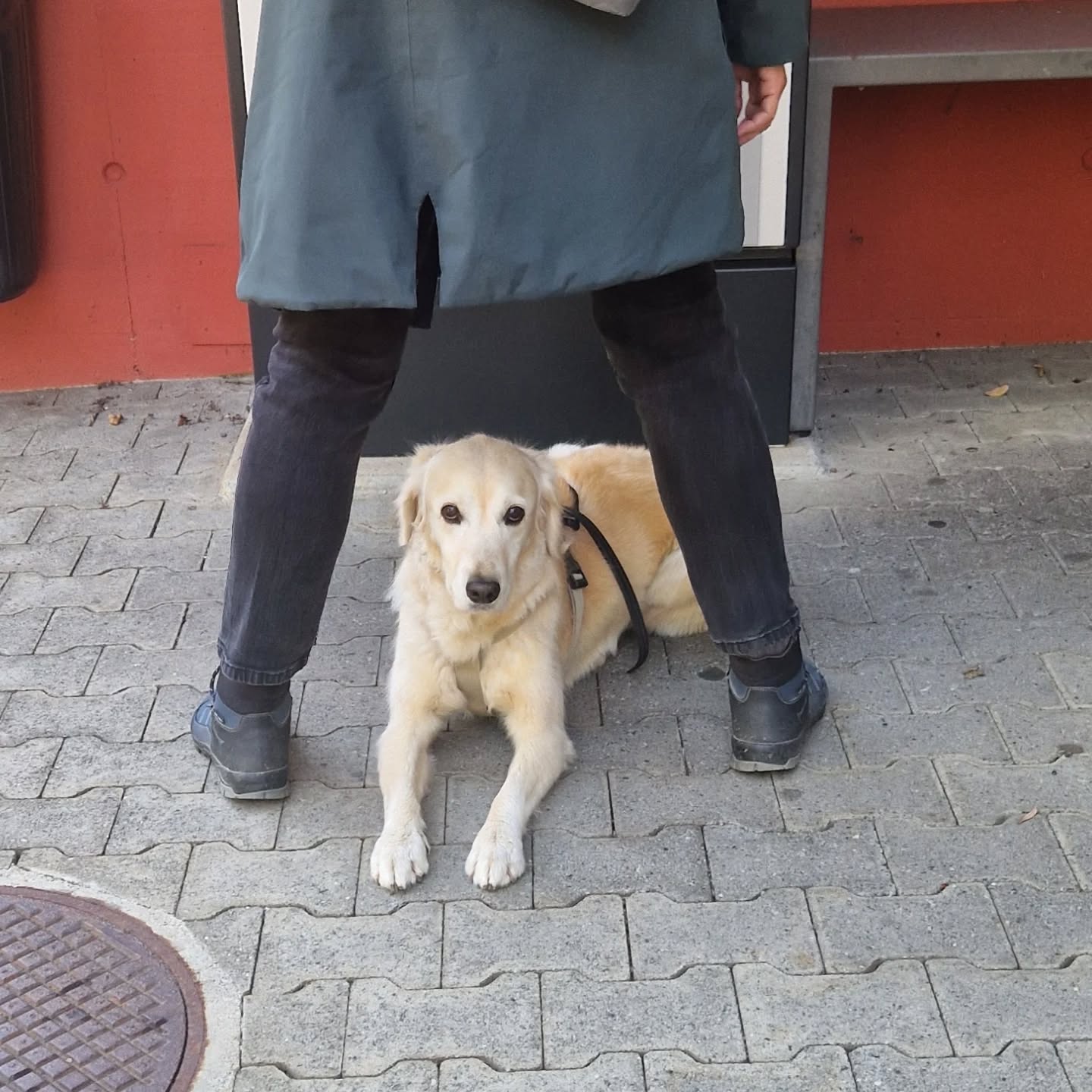 Die geprüfte Assistenzhündin Elenor durfte wieder einmal ein Kontrolltraining machen. Das Team arbeitet immer noch super zusammen, ich bin sehr stolz auf die beiden 🐕🦺🐾🥰
#assistenzhundeschweiz #assistenzhundeverein #assistancedog #assistenzhundeteam #assistenzhundeausbildung #vereinfürhilfshunde #hundetraining #pawsandyou #zürich #gemeinnützig