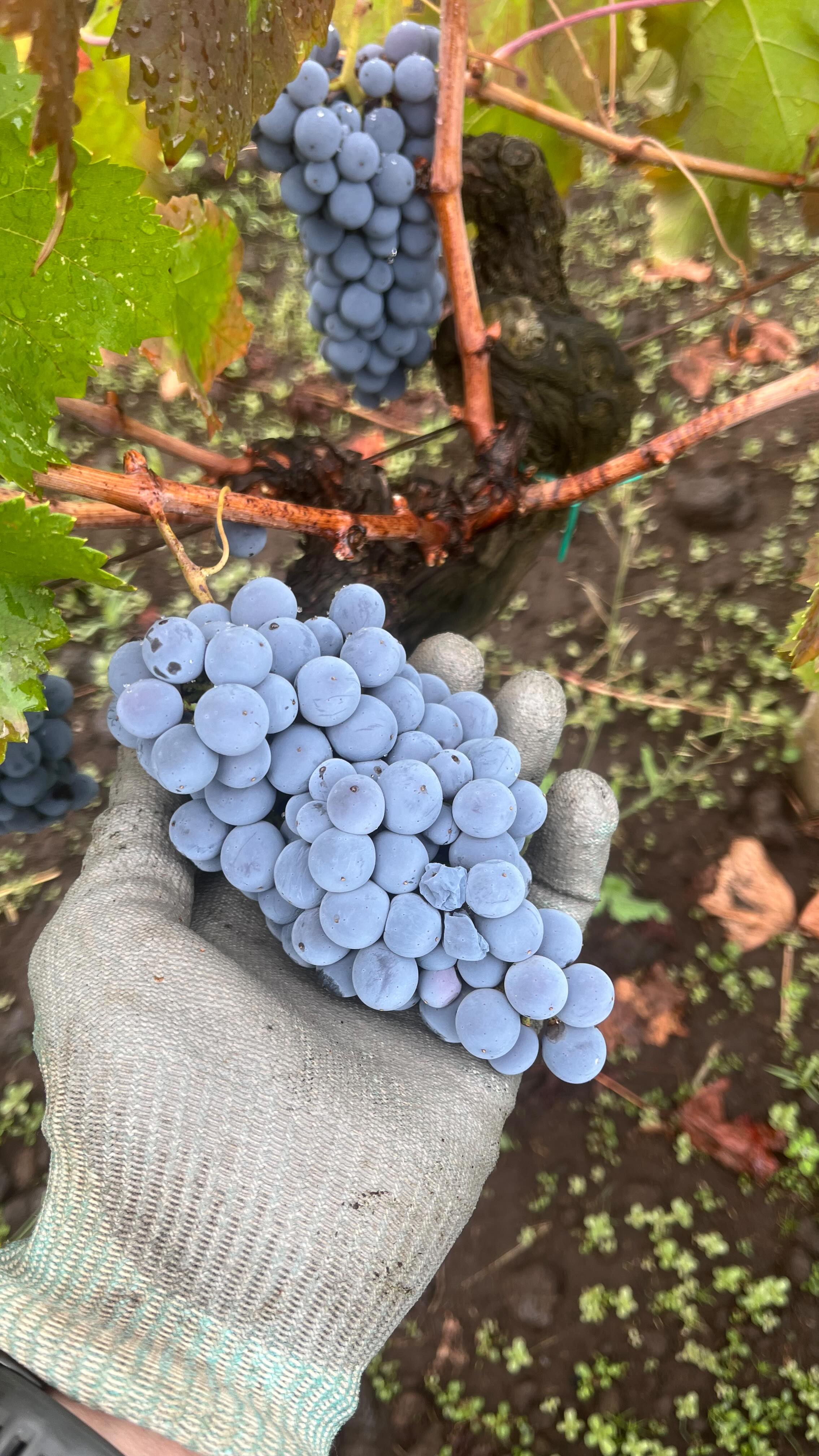 Vendemmia 2025 !!🍇 qualità ottima.