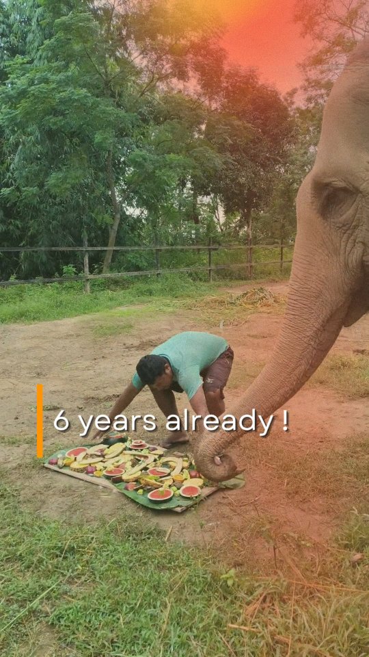 🇬🇧 October 3rd marks a very special anniversary — the day Eva was rescued! 🎉🐘
It’s been six years since she began her new life surrounded by care, respect, and love. To celebrate, our team prepared a delicious fruit cake filled with all her favorite treats 🍉🍌🍎 — and of course, Lhamo happily joined the party! 💚
Every rescue anniversary reminds us how far these incredible elephants have come — and why they deserve a future of freedom.
🇫🇷 Le 3 octobre marque un anniversaire très spécial — le jour où Eva a été sauvée ! 🎉🐘
Cela fait déjà six ans qu’elle vit une nouvelle vie, libérée de la douleur et de l’exploitation, entourée de soins, de respect et d’amour. Pour célébrer cette journée, notre équipe a préparé un délicieux gâteau de fruits avec tous ses fruits préférés 🍉🍌🍎 — et bien sûr, Lhamo a joyeusement participé à la fête ! 💚
Chaque anniversaire de sauvetage nous rappelle le chemin parcouru et l’importance d’offrir aux éléphants une vie libre et digne.
#StandUp4Elephants #EvaTheElephant #SauvetageDEléphants #SanctuaireDEléphants #Népal #ProtectionAnimale #TourismeÉthique #rescueelephants
#StandUp4Elephants #EvaTheElephant #ElephantRescue #ElephantSanctuary #Nepal #AnimalRescue #EthicalTourism