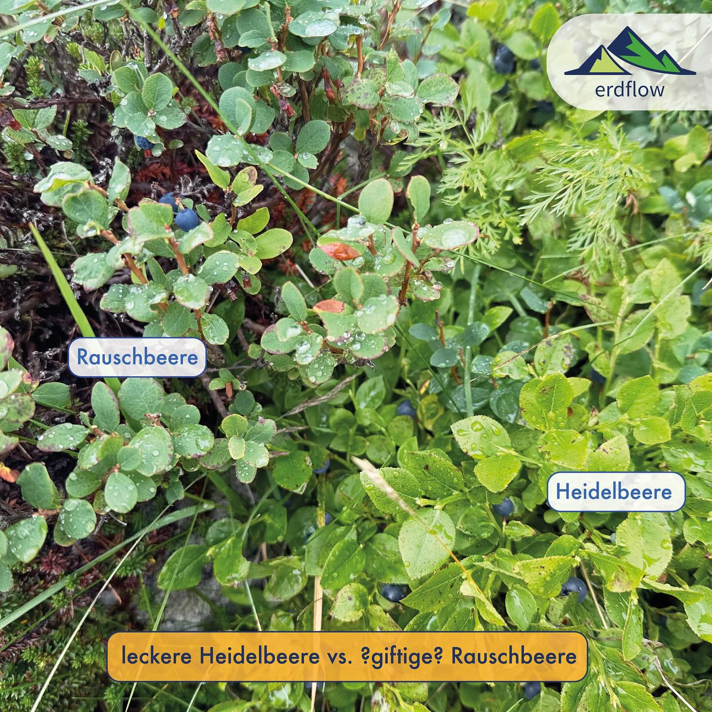 HEIDELBEERE (Vaccinium myrtillus) vs RAUSCHBEERE (Vaccinium uliginosum) 🫐
Egal ob bei einer Wanderung oder beim Urlaub in den Bergen resp. Skandinavien: Das sammeln und naschen von Heidelbeeren ist so etwas wie ein Volksport. Diese wilden Heidelbeeren sind aromatisch-süss im Geschmack und dabei nicht vergleichbar mit den faden Heidelbeeren aus dem Supermarkt, bei denen es sich um Züchtungen der Amerikanischen Heidelbeere handelt (ich muss ehrlich sagen, ich mag die überhaupt nicht!). Die wilden Exemplare hingegen bereichern durchaus die Wanderung im kulinarischen Sinne und vor allem in Gebieten der Alpen mit einem Untergrund aus Silikatgestein und / oder feucht-moorigen Böden, resp. generell in lichten Nadelwäldern, da hat es meist auch mehr als genug davon.
Was viele Sammler aber nicht wissen: Die Heidelbeere hat einen Doppelgänger hat und zwar die Rauschbeere, dessen Beeren gewissen Berichten zufolge nach dem Verzehr teils „rauschartige Zustände“ hervorrufen können (Schwindel, Übelkeit, Benommenheit,…). Die Rauschbeere ist auch ein Zwergstrauch, ist ebenfalls mit blauen Beeren bestückt, hat auch nur sommergrüne Blätter und kommt sehr oft zusammen mit der Heidelbeere vor, resp. man findet meist beide Arten ineinander verwachsen.
Die Giftigkeit der Rauschbeere ist jedoch umstritten, denn man findet bei chemischen Analysen darin keine Giftstoffe. Zumal werden die Beeren in Skandinavien, Sibirien, Korea oder auch von den Ureinwohnern Nordamerikas und Grönlands sogar traditionell kulinarisch genutzt und werden dabei auch roh verzehrt. Man vermutet eher, dass Vergiftungen auf toxische Stoffwechselprodukte von Pilzen (genauer gesagt der Art „Monilinia megalospora“) auf faulenden Früchten hervorgerufen werden. Deshalb wichtig beim Verzehr von Rauschbeeren: Keine fauligen oder überreife Beeren essen, resp. diese nicht lange lagern!
Wie man die beiden Arten sicher unterscheidet, erfährst du im Thread.
wilde Grüsse🫐
David
#wildkräuter #wildkräuterküche #wildkräutersammeln #essbarewildpflanzen #essbarewildkräuter #pflanzenbestimmen #botanik #naturkunde #outdoorbildung #naturbildung #bushcraft #outdoor #foraging #heidelbeere #vaccinium #rauschbeere #giftpflanze