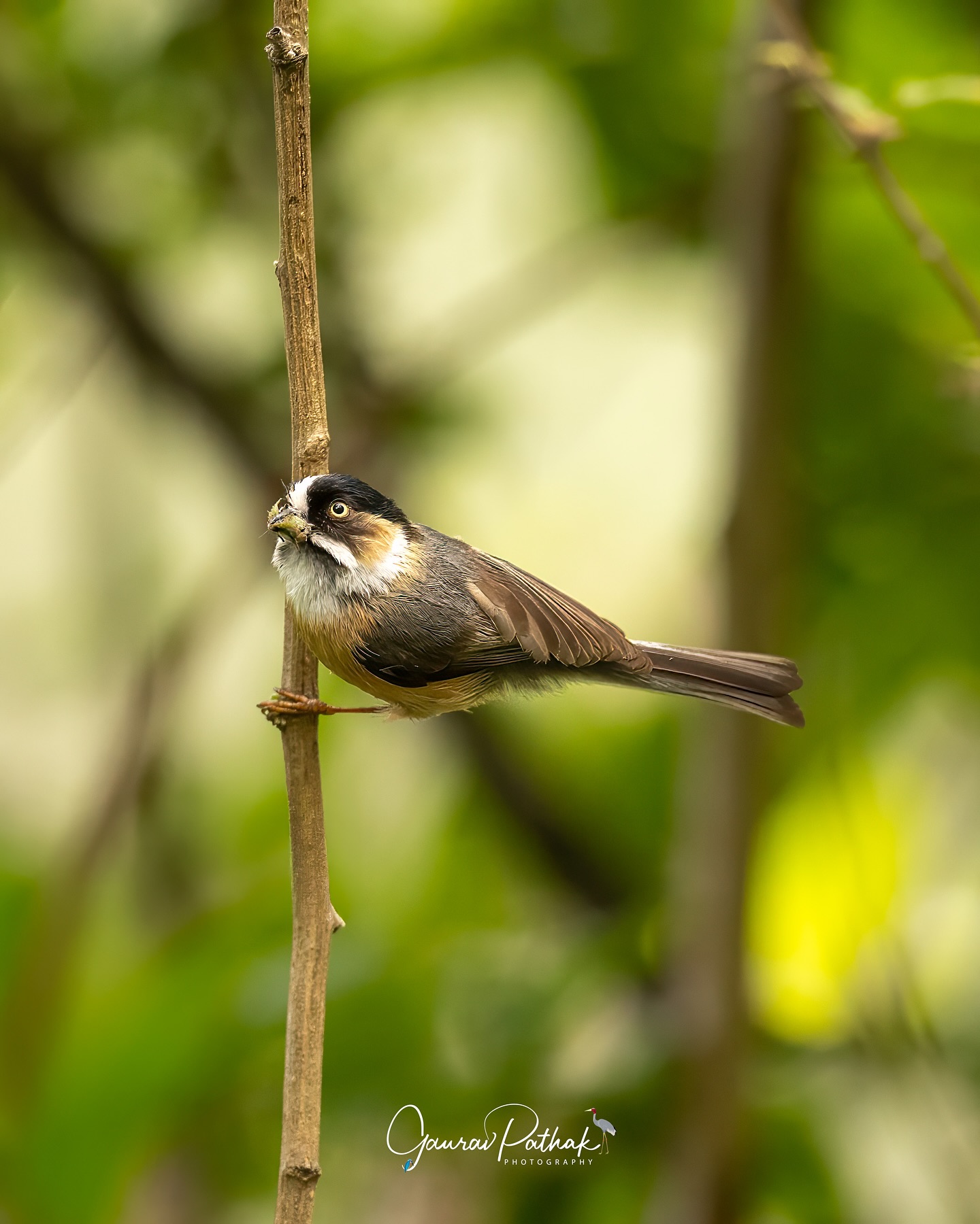 Black-browed Tit (Aegithalos bonvaloti) – A tiny burst of energy with its signature dark brow and warm russet tones, pausing just long enough for a look—an insect held delicately in its beak. It’s a bird that rarely stays still, flitting through the branches with quick, purposeful movements. But here, in this brief moment of stillness, you catch both sides of it—the hunter and the delicate acrobat, wrapped into one small, perfect frame
.
Location - Walong with @aviantrails
Shot on Canon R5
Canon RF600mm F4 L IS USM
ISO 2000
f/4
1/1000s
.
#canonrf600mmf4 #animalplanet #kings_birds #bbcearth #birdphotographers_of_india #bbcwildlifepotd #best_birds_of_ig #birds_captures #bestbirdshots #bird_brilliance #birds_adored #canonasia #canonedge
#capturedoncanon #birds_nature #discoverychannel #discoverychannelindia #earthcapture #canwithcanon #photoscapeofthemonth #morebirdpics #natgeoindia #natgeoyourshot #nature_brillance #ssptalenthunt #nuts_about_birds #planetbirds #raw_birds #your_best_birds #yourshotphotographer