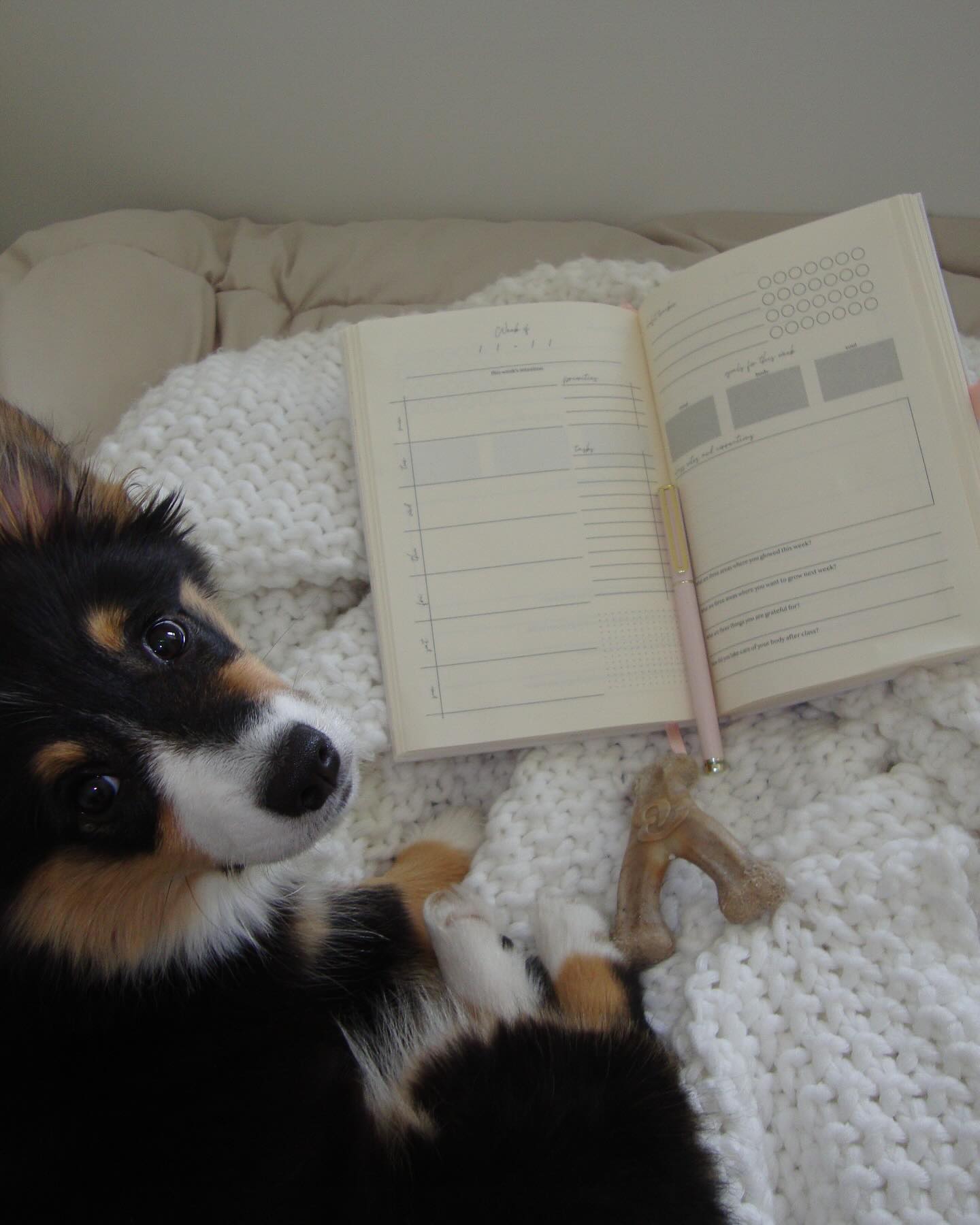 cozy dancer x @mybenebone collab coming soon? starting the week with organization, goal setting, and corgi cuddles.