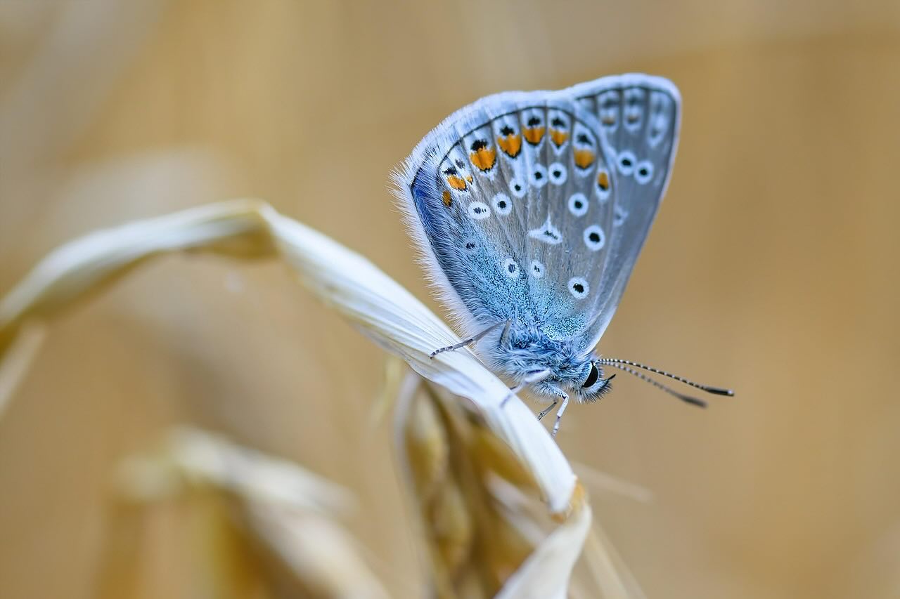 « Aussi léger que les ailes d’un papillon » Le toucher sensible du Micro-Massage permet d’apaiser les douleurs du corps et les tumultes du mental. Les mains deviennent alors une invitation à relâcher les tensions et à réactiver nos ressources intérieures. Un moment de présence, de douceur et de reconnexion.✨
✨Envie d’expérimenter ?
➡️Prenez rendez-vous via mon site :
https://www.etherea.care
•
#ethereacare #maladie #douleurschroniques #psychoenergetique #mieuxetre #grossesse#accouchement #deuilperinatal #faussecouche