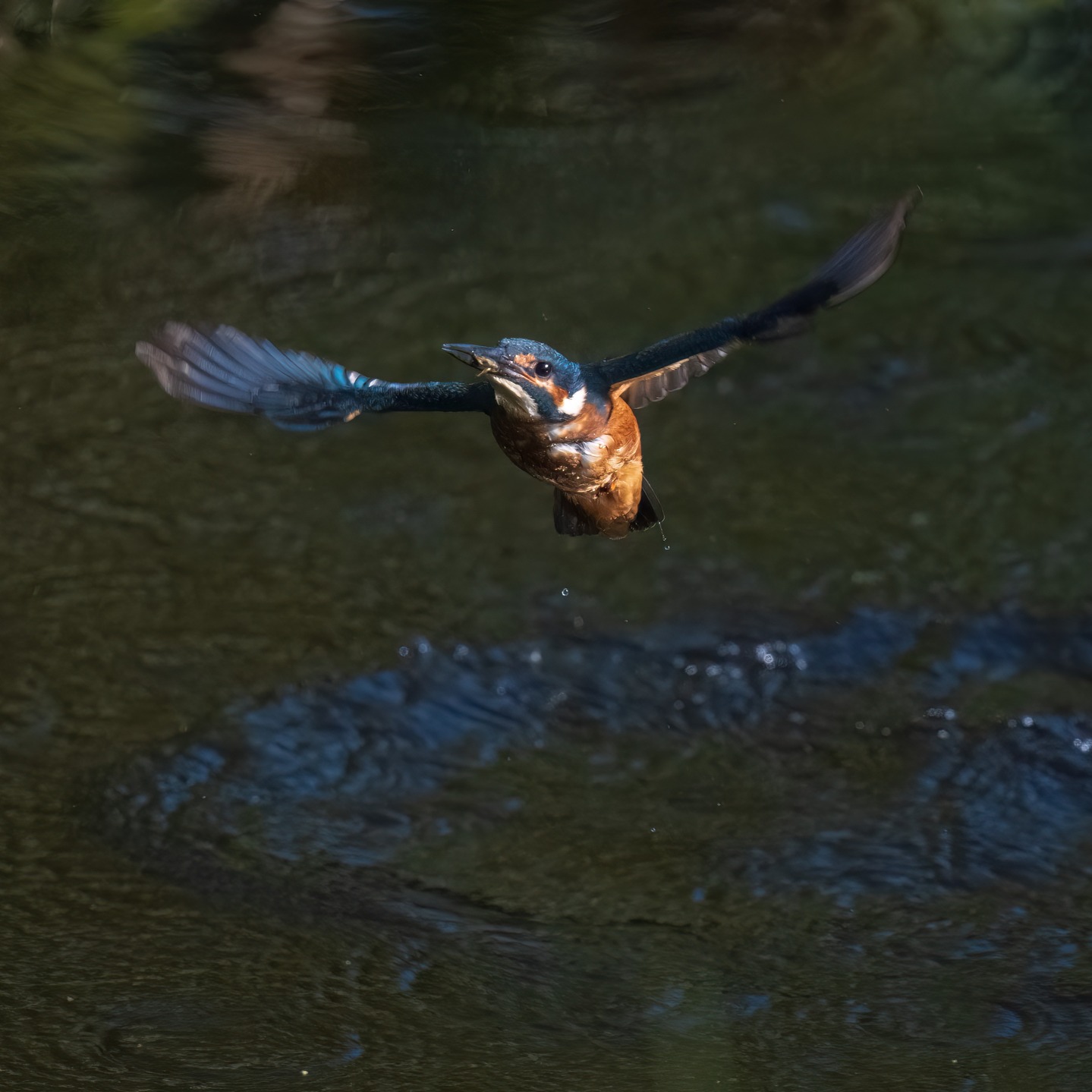 Despite Storm Amy blowing a hoolie, the fishing continued at @tophilllow #wildbirds #birdsofinstagram #wildbirdphotography #naturephotography #tophill #yorkshire