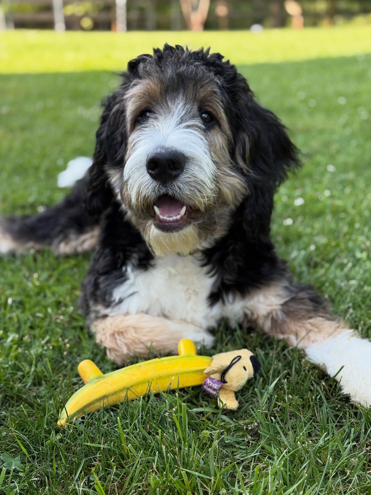 Winston Carlton, living his best life❤️ we are expecting a litter of his brothers and sisters one day this week!