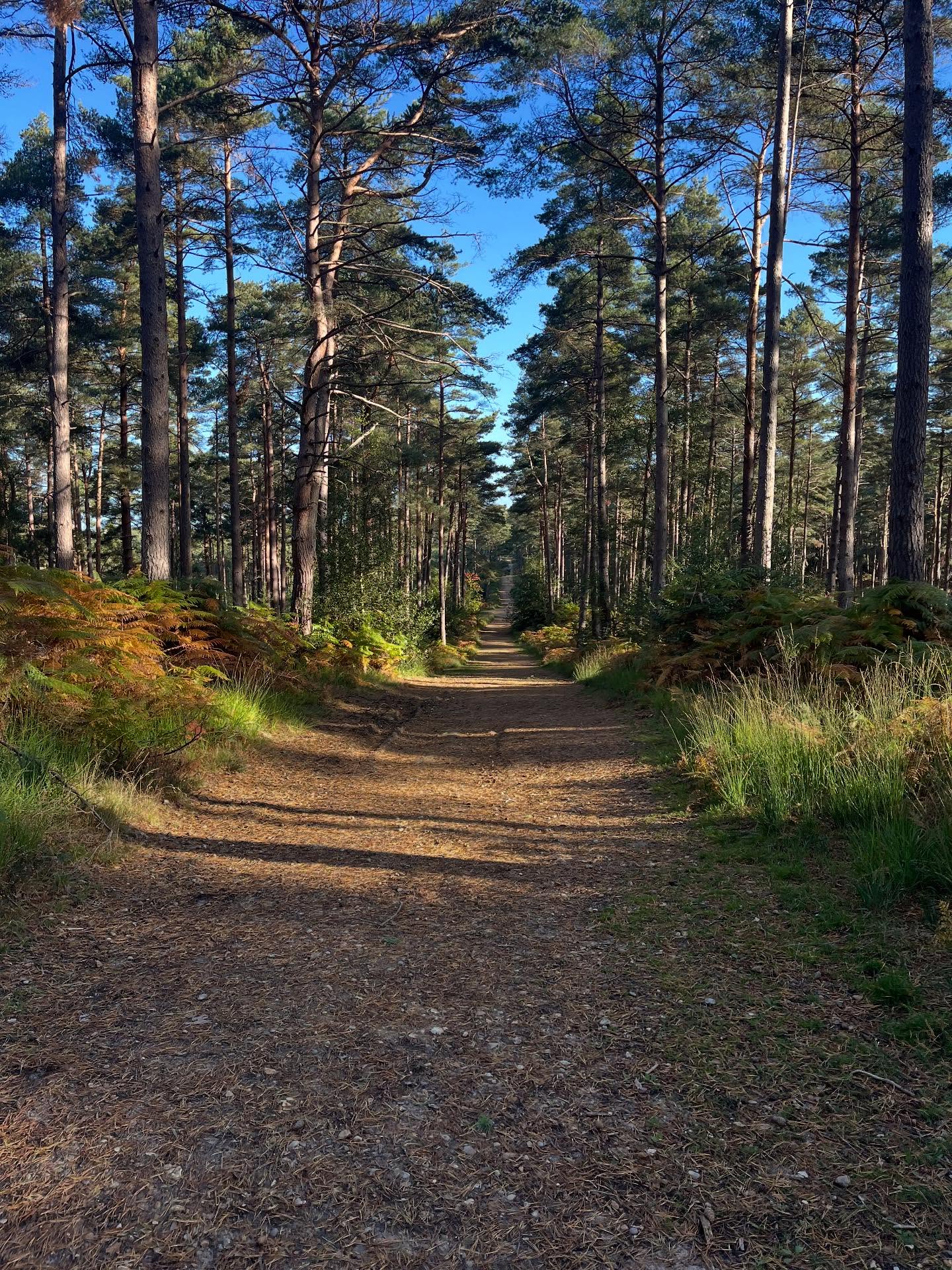 The trees are looking lovely đ˛ #running