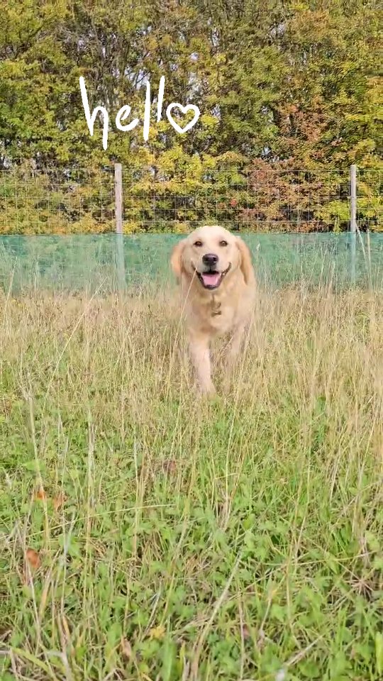 Welcome Stella 👋
Stella came to us a little unsure of how to be "dog."
With the help of an established pack and some reassurance from us, she soon realised how fun it was to have friends! What fun she had 😊