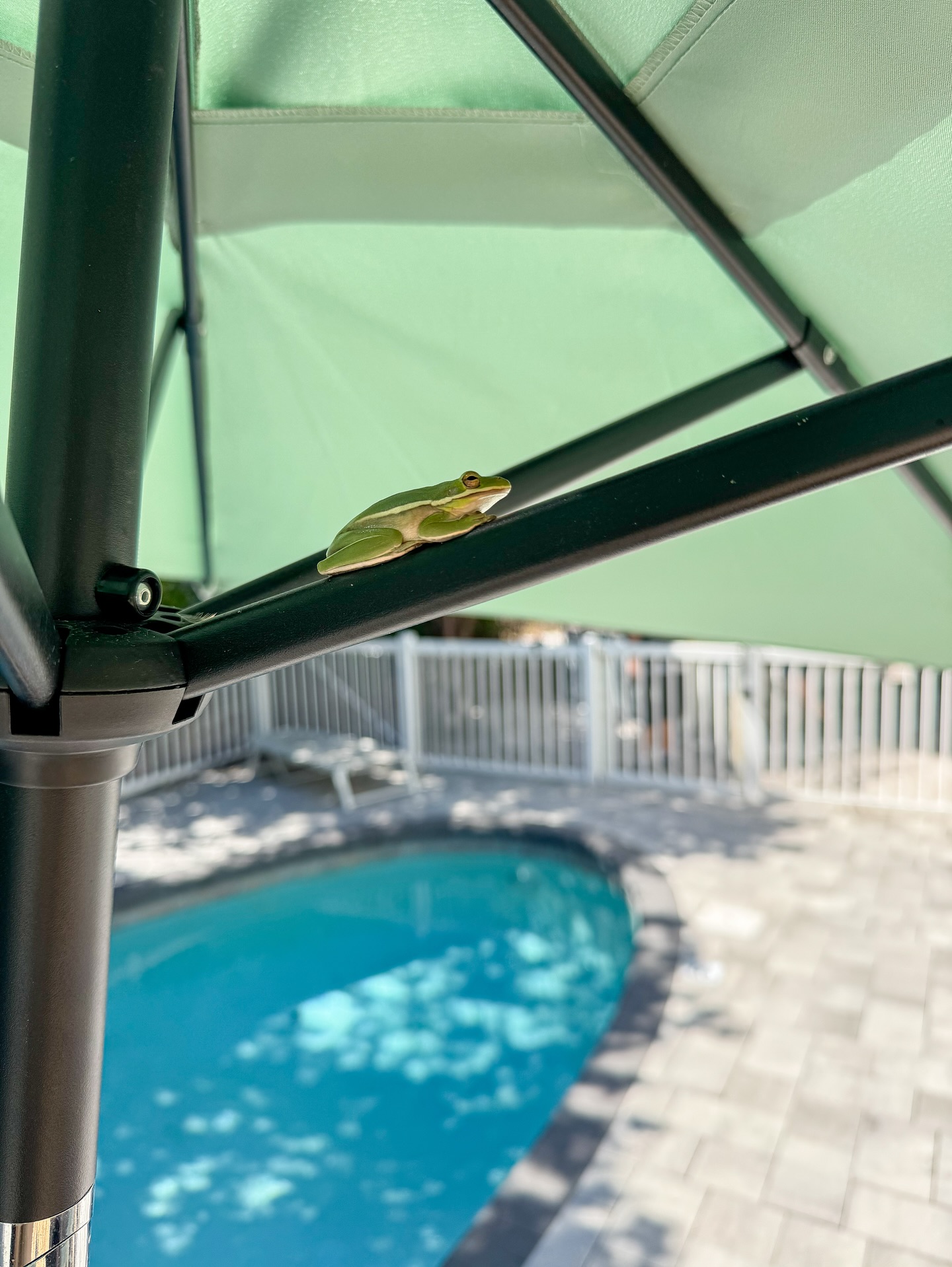 We had a little visitor in one of our pool umbrellas 🐸
#destin #emeraldcoast #destinvacationalrental #airbnb #vrbo #crystalbeach