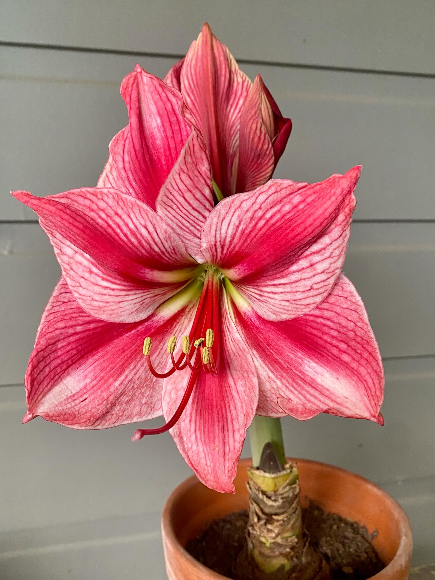 Can you believe that this is a Hippeastrum?!
I always think of the bright tomato sauce red ones or the striped red and white varieties, and I was surprised to see how far they have come with the breeding. I brought a few different types and so far this one is my favourite. It’s a smoky musk coral- hard to photograph ( no filter used) it’s called Gervase.
Love it.
#gervasehippeastrum #imustgrowrandomthings #imustgrowflowers #flowersformykitchentable #hippeastrum