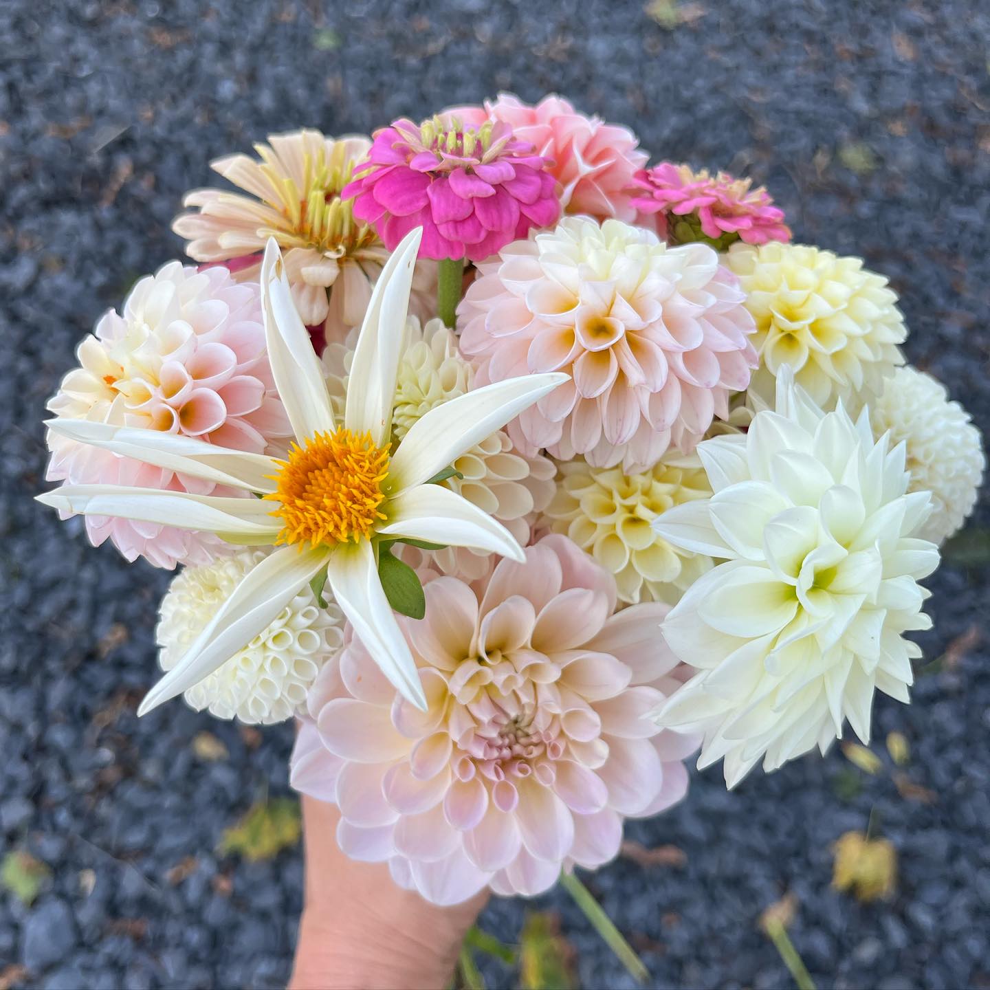 And, just like that, we booked the first three floral events for 2026!
As a family farm that has been in operation less than a year, it means the world to us to have people put their trust in us. There are many farms and designers — and there’s room for all of us in the industry. What sets us apart is our commitment to all-sustainable practices and our field-to-table aesthetic, which is a little wild, unfussy, and carefree.
We’re only booking three events per month from the end of May through September. Interested in having us design the florals for your special day? Reach out! Because, as we can now say with some authority, we WILL have many slots taken in short order!
#wedding
#weddingfloral
#weddingflowers
#flowerfarm
#upstatewedding
#hudsonvalleyweddings