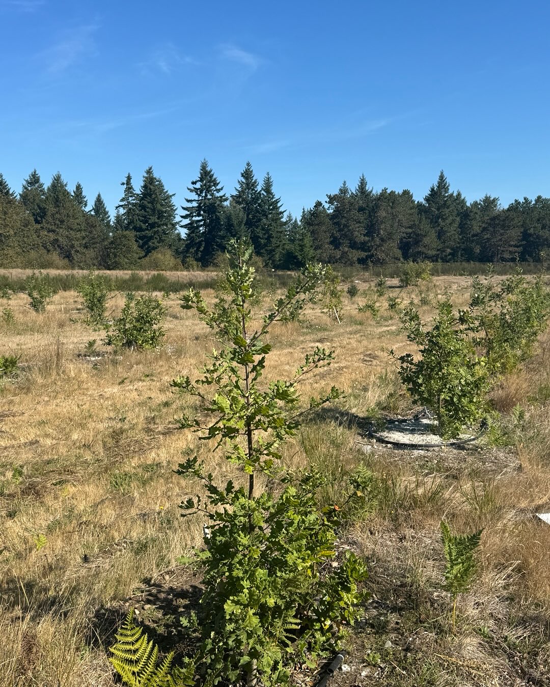From invasive plants to Alpine truffle trees! 🍄🌳
Before 2018, this land was covered with Scotch broom — completely abandoned.
Now it’s a productive Alpine truffle orchard, full of life and promise.
Hard work, patience, and nature’s magic made it possible. 💚
#BeforeAndAfter #AlpineTruffle #TruffleOrchard #NatureRestoration #Mycology