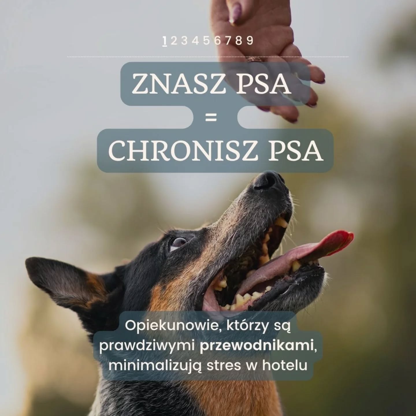 Wiedza przewodnika
To nie miły dodatek – to na prawdę gwarancja spokoju.
Po tylu latach w tej pracy mogę powiedzieć jedno: nic tak nie ułatwia nam opieki i nie zmniejsza stresu psa jak właściciel, który naprawdę zna swojego psa.
W Merdu-Merdu ta wiedza ma realne znaczenie. Dzięki niej możemy działać z wyprzedzeniem, zamiast reagować dopiero wtedy, gdy coś pójdzie nie tak.
👉 Jeśli wiemy, że pies pilnuje piłki – nie będzie miał stałego dostępu piłek.
👉 Jeśli boi się gwałtownych ruchów – bedziemy od początku wiedzieć, jak się przy nim zachowywać.
👉 Jeśli zbyt gwaltownie reaguje na inne psy – od razu dobieramy mu bezpieczne towarzystwo.
To właśnie jest prewencja stresu.
Nie magia, nie przypadek – po prostu dobra współpraca między ludźmi, którzy wiedzą, co robią.
Prawdziwy przewodnik rozumie, dlaczego warto zostawić psa w miejscu, gdzie ktoś potrafi czytać jego zachowanie i dbać o jego emocje. Bo to nie tylko opieka – to bezpieczeństwo i komfort psa.
A Ty?
Jaki jeden drobiazg o swoim psie powiedziałbyś nam, żeby od razu poczuł się u nas spokojnie? Napisz w komentarzu 👇
#hotelmerdumerdu #merdumerdu #psihotel #opiekanadpsem #pieswhotelu #prewencjastresu #behawiorpsa #piesnaswoim #petsitterwarszawa #warszawazpsem #nowydwormazowiecki