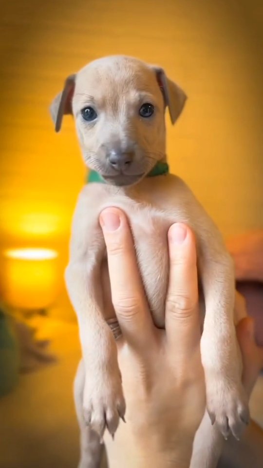 #puppylove #italiangreyhound #breeding #italienischeswindspiel