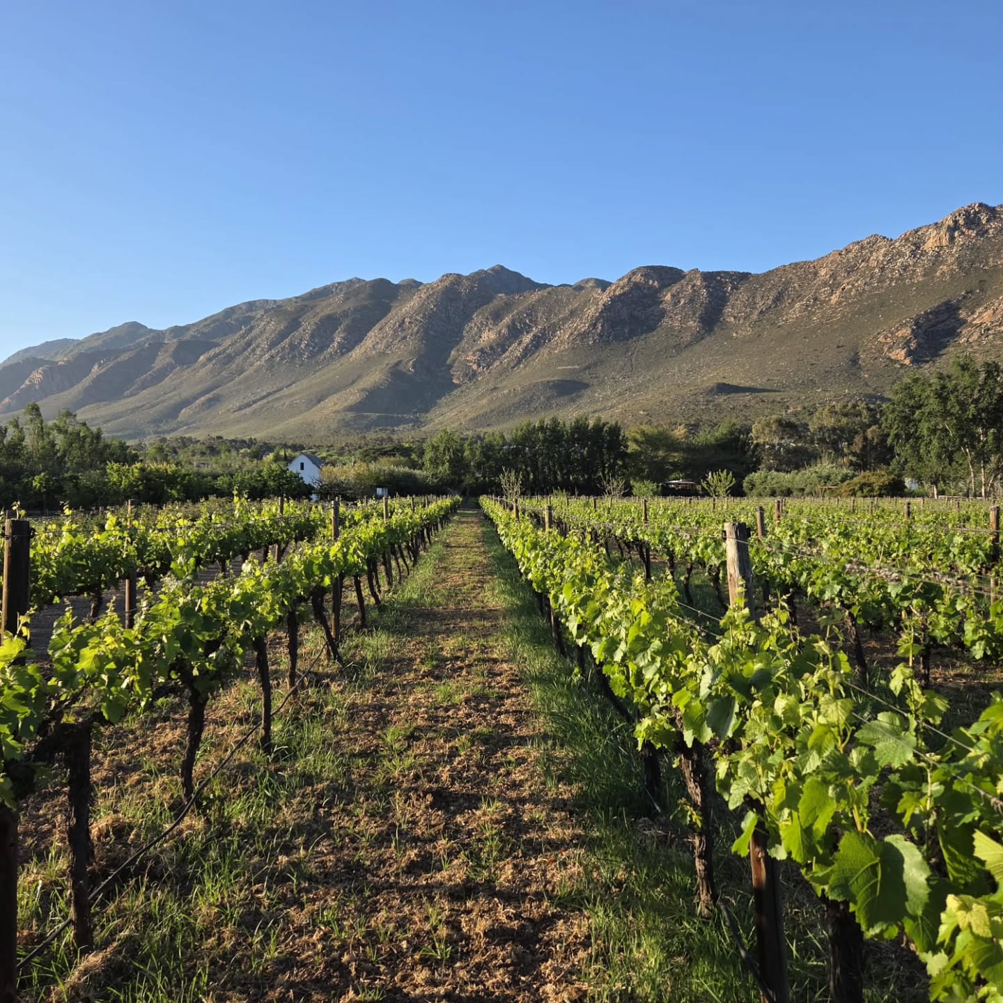 There’s a calm that only a vineyard morning can bring — a gentle rhythm that sets the tone for the day.
#KleinNektar #KleinNektarEstate #LifeAtKleinNektar #KleinNektarMoments #KleinNektarVineyards