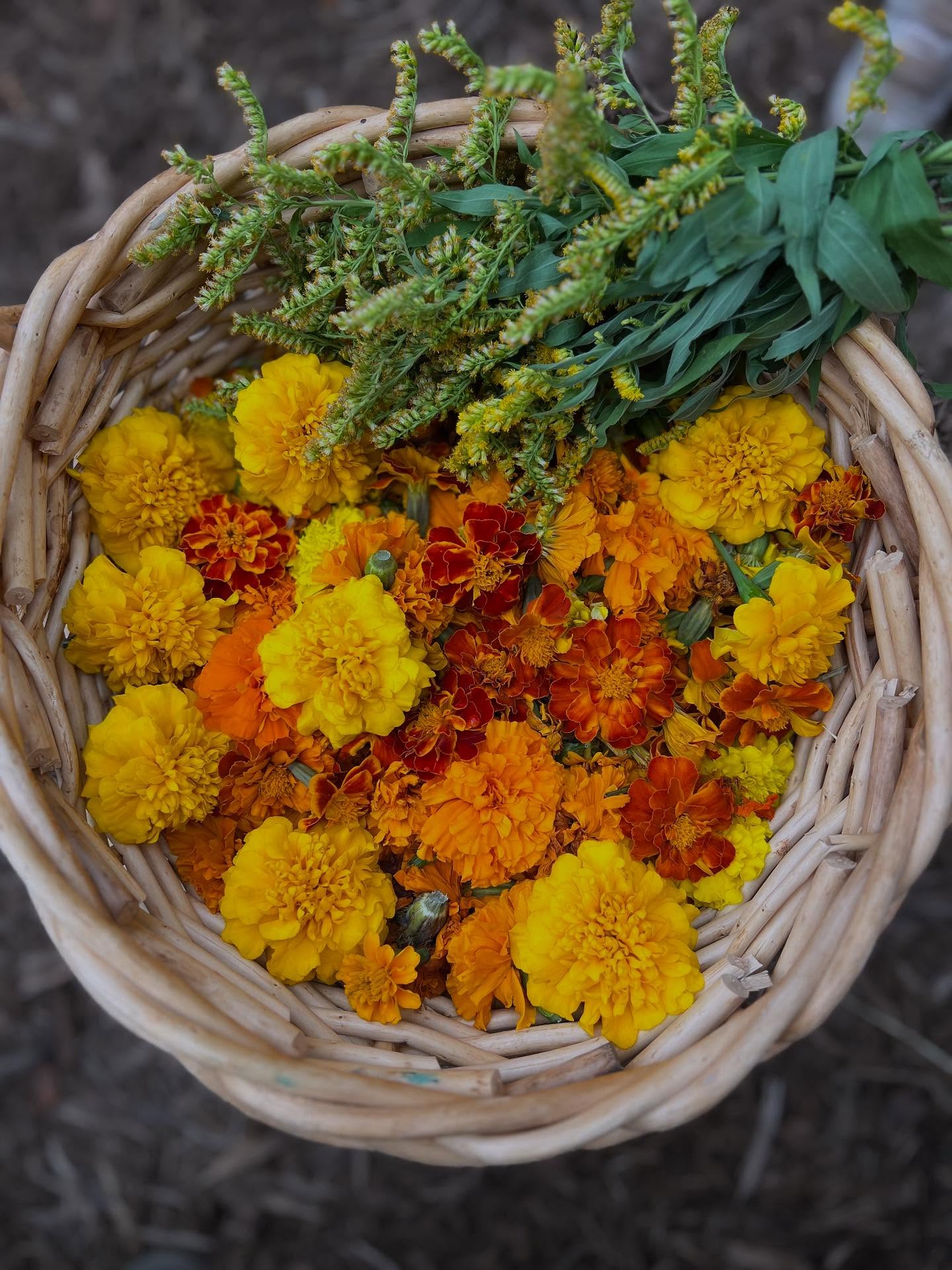 The sun and rain and warmth and love right here in these golden flowers. 🌼
@larksongpreschool #harvestfestival