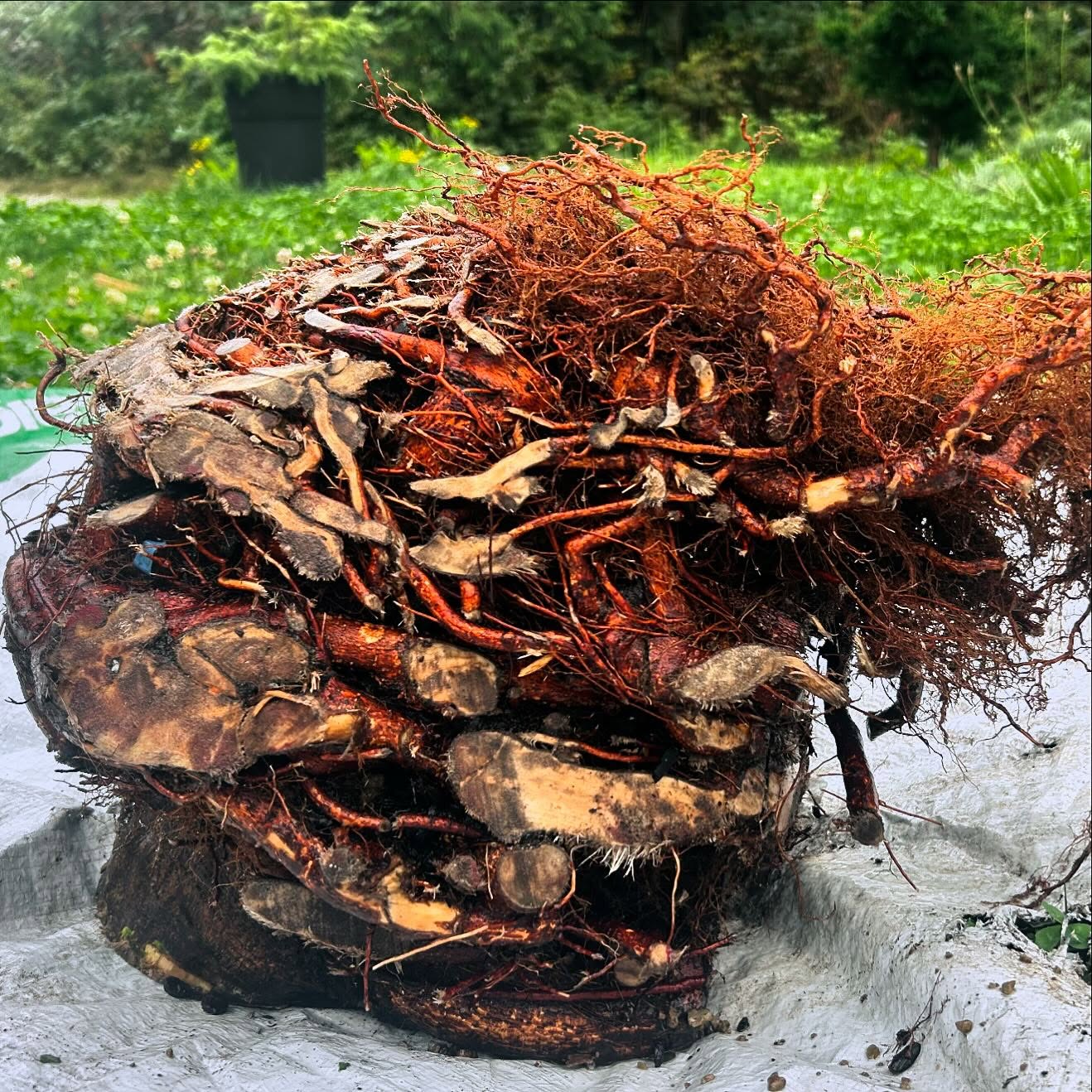 This maple was planted too close to my client’s fireplace vent and had to go. I’ve given the trunk to a woodworker who is making candle holders and delivering the stump to a wood turner Monday. Therefore I get three Virtue Points. Thank you very much.
