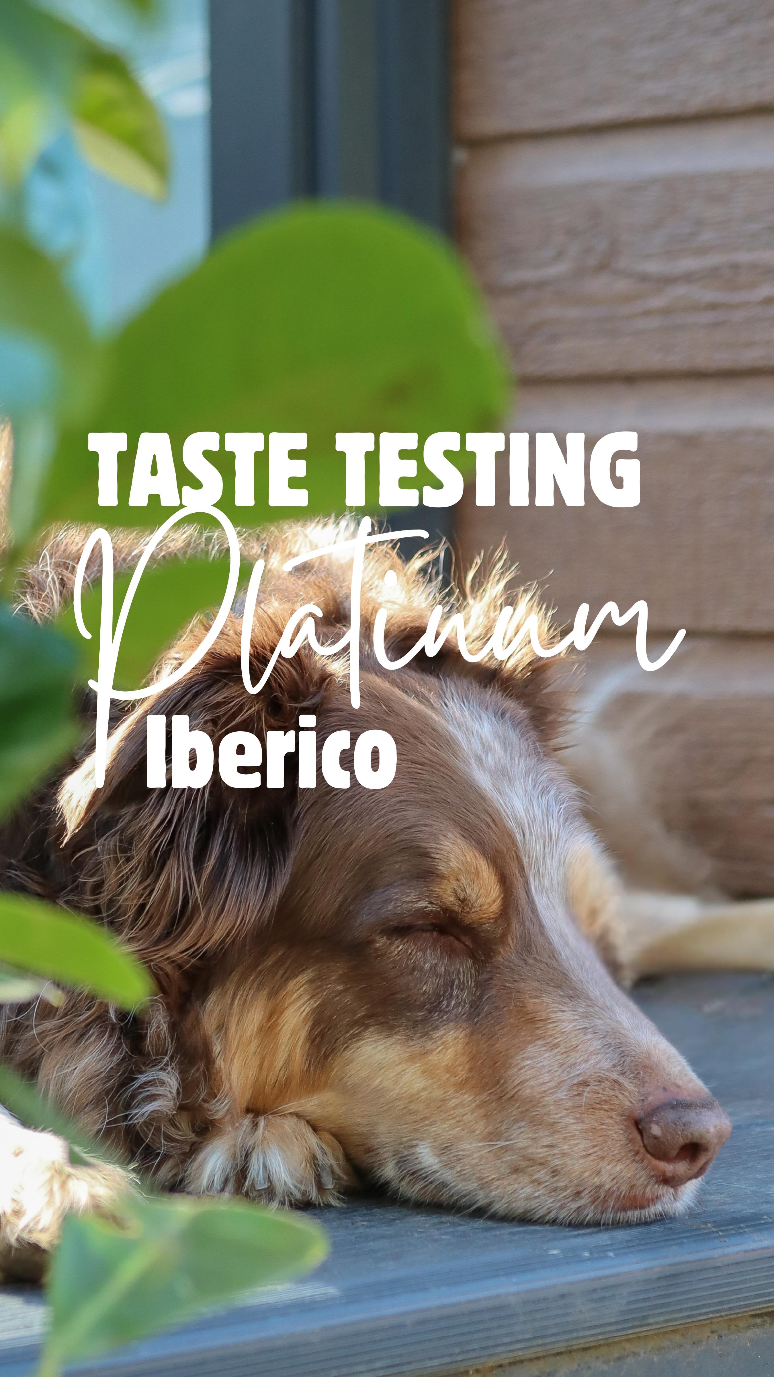 New @platinumpetfood flavour taste test: hand-fed… as all fine dining should be. 👑
Crumble’s notes:
“Juicy. Tender. Complex flavour profile. I’ll take the rest of the bag, please.”
Chester’s notes:
“Would like a second opinion… and a second bite.”
💬 Be honest — would your dog savour it like a critic or inhale it like Crumble?
#whenchestermetcrumble #platinumdogfood #dogfoodreview #crumbleEatsFirst #tastetestapproved
