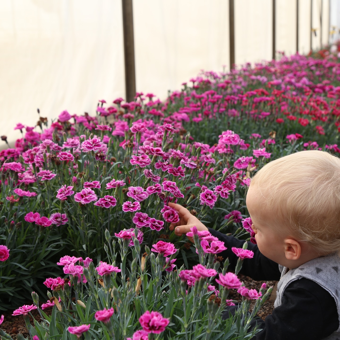 Garden pink's