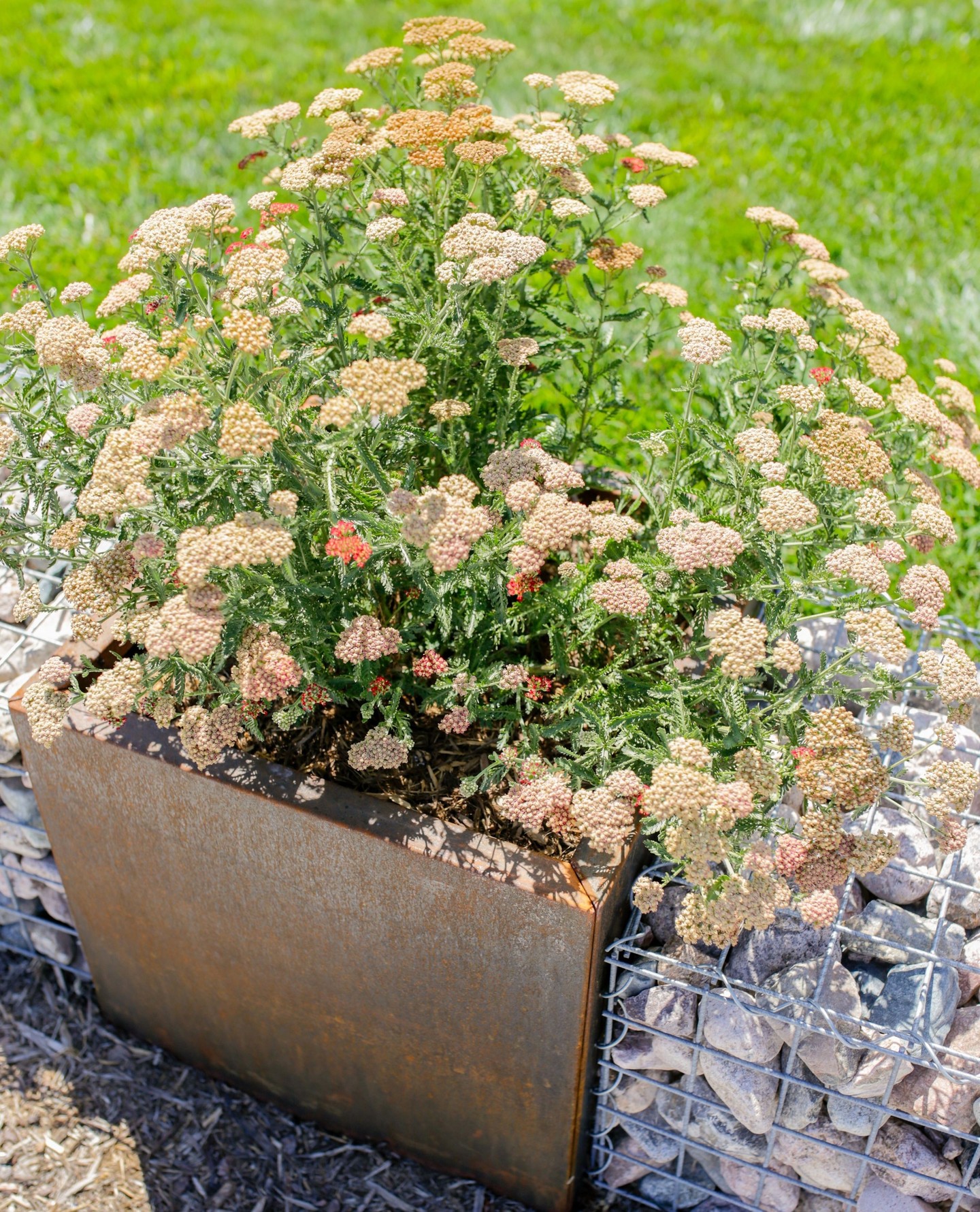 Weâre loving how these galvanized steel planters turned out in one of our recent projects! ⨠They add the perfect touch of rustic charm while complementing the natural beauty of the landscape. đż