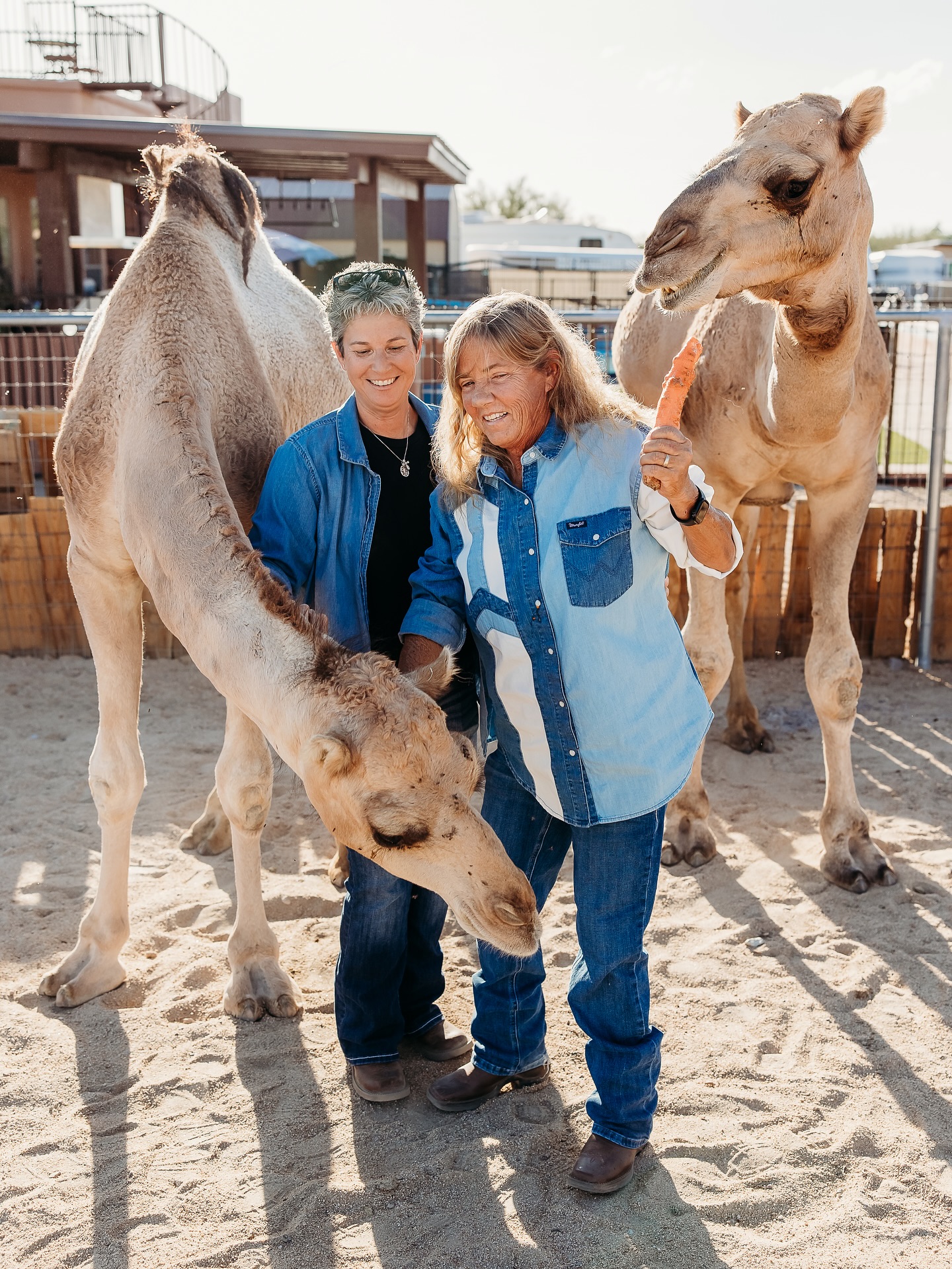 What a fun way to capture their love, at their ranch, with their animals ✨
.
.
#engagement #engagementphotos #engagementshoot #couples #engagement #engagementsession #engagementphotoshoot #engagementphotographer #engagementphotography #azphotography #azphotographer #phxphotographer #phxphotography #couplesphotoshoot #arizona #phoenix #photographer #photooftheday