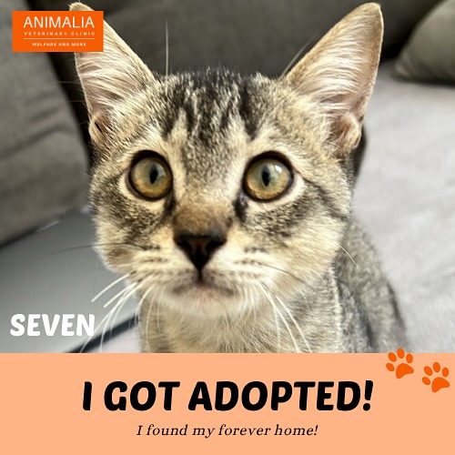 #animaliauae #uae #loveuae #cats #animals #animalwelfareinschools #communitycats #animalrescue #abudhabi #animalcare #vetclinic #veterinaryhospital #veterinaryclinic#mastersurgeon #surgery #adoptdontshop #catadoption #education #animaliapaws #animalwelfareabudhabi#animalwelfareeducation #youthprograms #sustainability #yearofcommunity #uae2025 @dofeuk @animaliauae