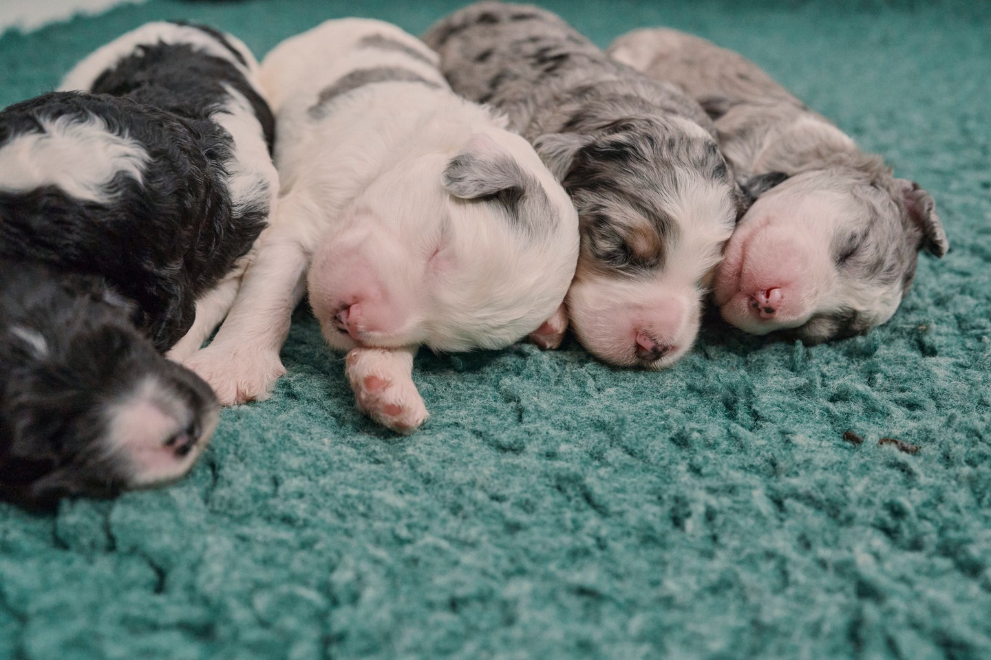 🐾 Dreaming of the perfect pup? Discover the joy of welcoming a cuddly Sheepadoodle into your family! 🐶💕 Click the link in our bio to find your furry friend today! #SheepadoodleLove #PuppyAdventures #FurryFamily