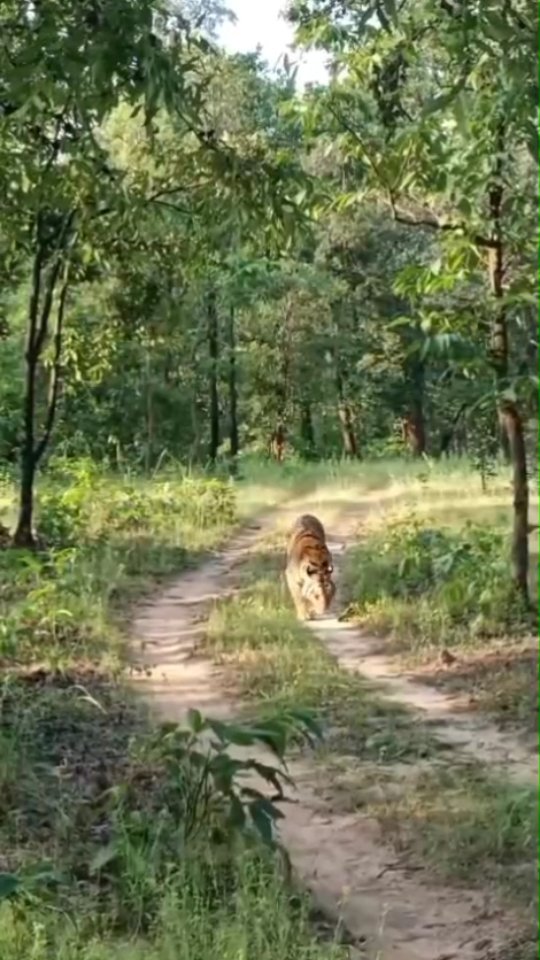 8th October Morning Safari at Sanjay Dubri Tiger Reserve.