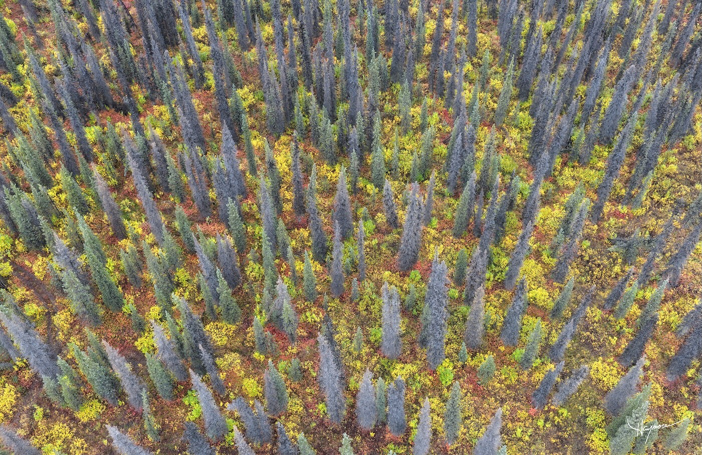 The uniformity of these dead Spruce trees intermixed with yellow and red willow shrubs was very interesting to find in Northern Alaska territories. The “ghostly” look of the grey trees were a little peculiar.
When ice-rich permafrost melts, the ground slumps slightly — creating small waterlogged pockets. These kill spruce roots but not the shrubs or mosses that tolerate saturated soils. This is classic thermokarst topography — a hallmark of warming permafrost areas.