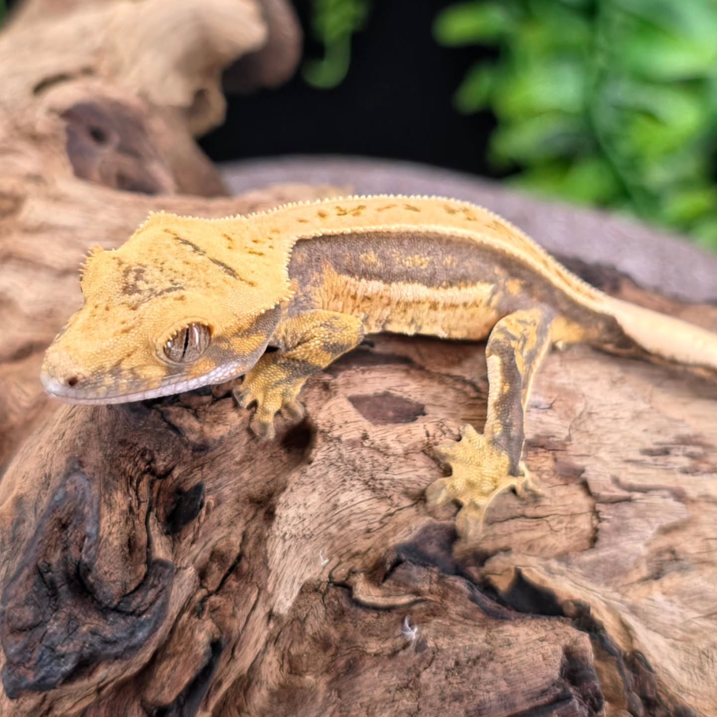 Elegance and grace 👑✨️❤️
#crestedgeckosofinstagram #crestedgeckos #gecko #reptiles #reptilelover #geckosofig #reptilesofinstagram #reptilesofinsta #photography #newcaledoniagecko #quadstripecrestedgecko