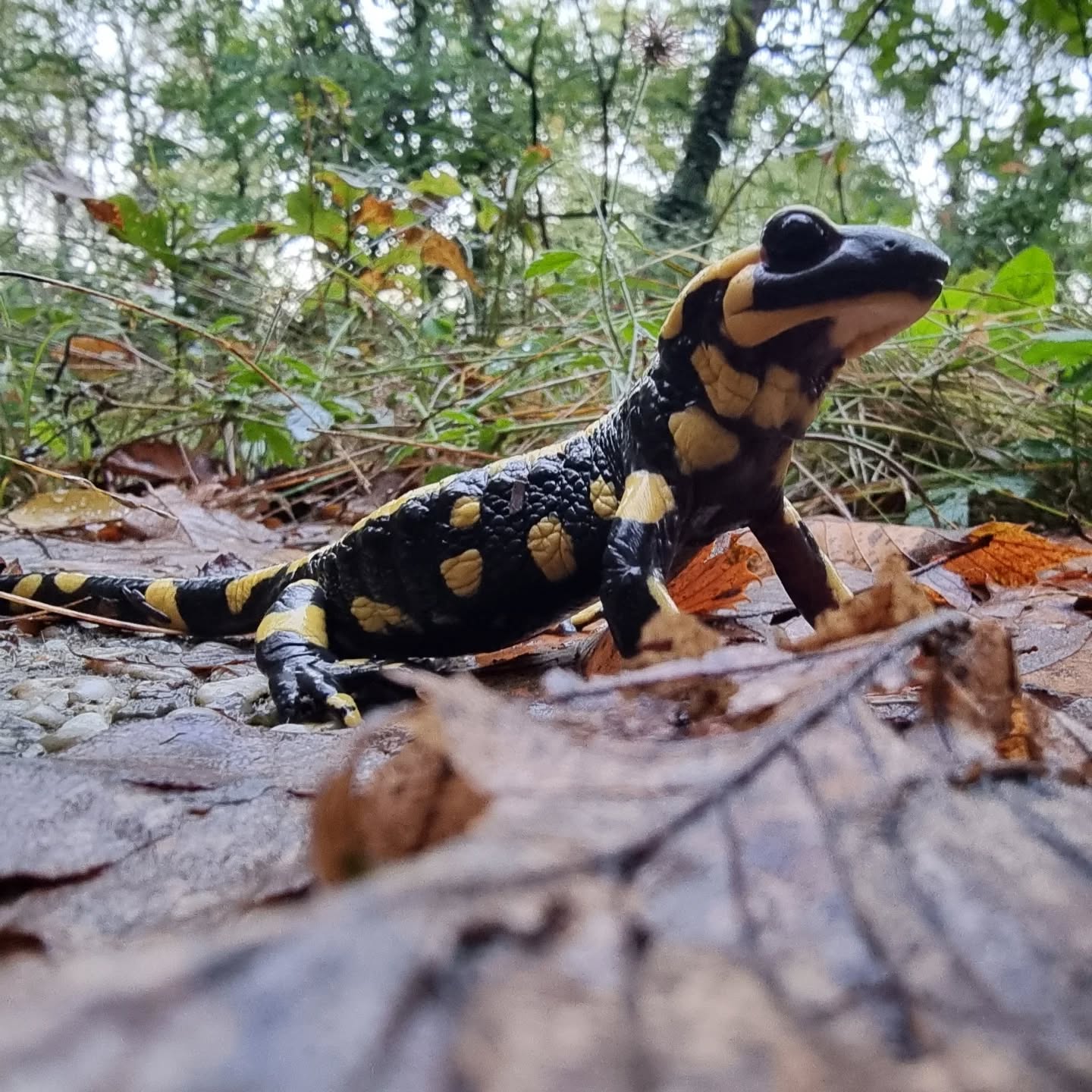 C'est à nouveau cette période de l'année ! Chaque année, je l'oublie, et quelle merveilleuse surprise de voir les premières salamandres en route vers leur lieu d'hibernation. C'est toujours un soir de pluie.
It's that time of year again ! Every year i forget, and it's a wonderful surprise when i see the first of the salamanders on their annual trip to their hibernation place. Always a rainy evening.
#salamander #salamandre #aveyron