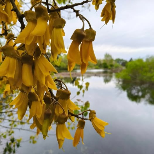 Whites Road reserve looking good this morning, full of water and lots of bird life. And some beautiful kowhai flower.