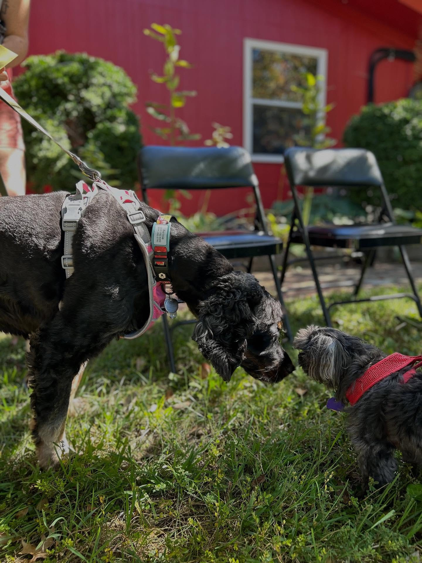 Scenes from today’s Blessing of the Animals. It was a treat meeting everyone’s beloved pets and enjoying the beautiful Fall weather. From the opening prayer: “Loving God, give us humility to thank you for the creation of animals, who can show affection which sometimes puts us to shame.” May we strive to share with the world the same unconditional love that our pets share with us 🐾❤️