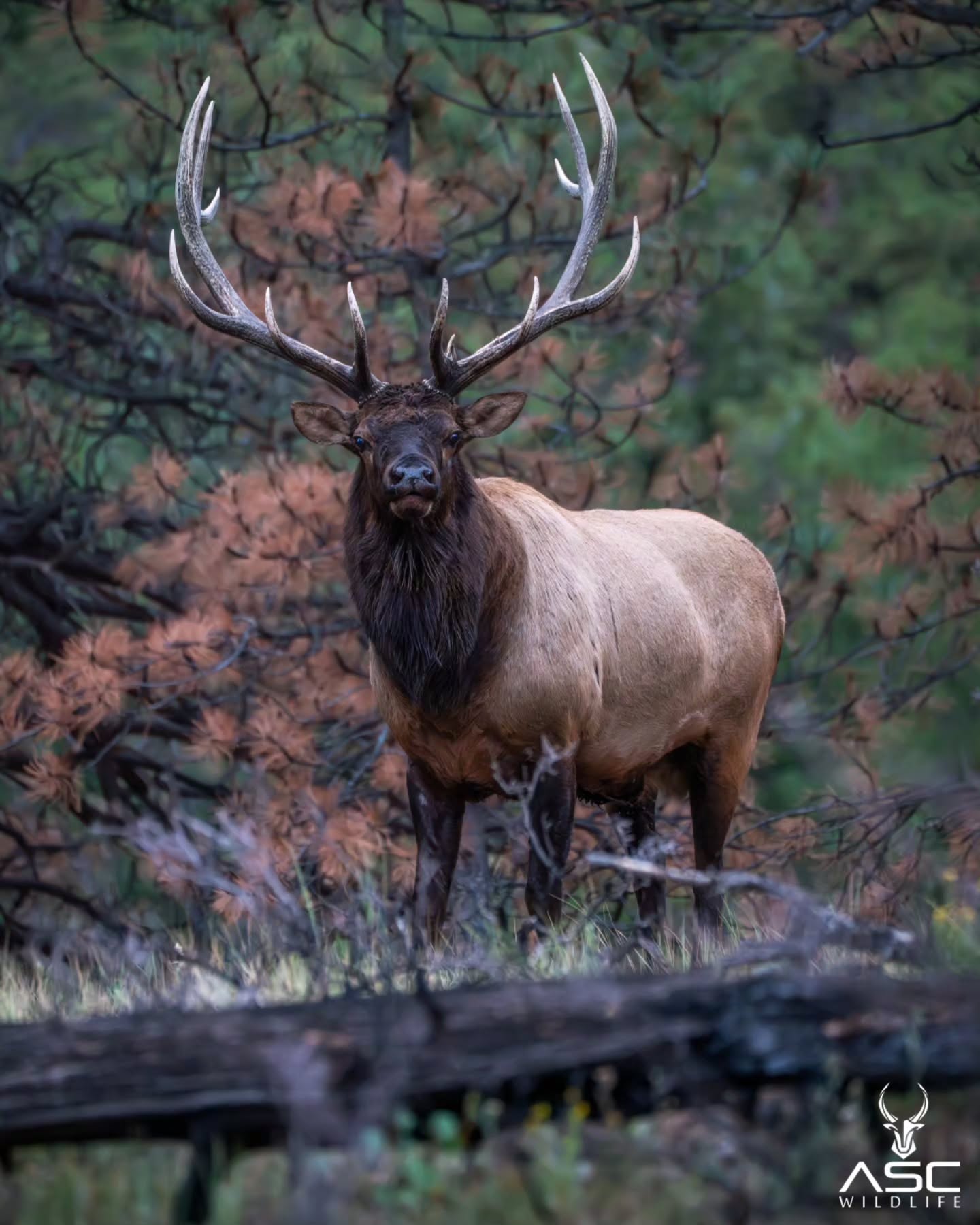 Timber bull in Rocky Mountain National Park. This bull kept his harem close to the park entrance and always in sight. He didn't pressure the other big bulls or go into their domain. This kept him strong and silent while passing on his legacy.
Photography by @ascwildlife
.
.
.
Bull elk, #elkrut #rmnp #coloradowildlife #colorado #wildlifephotography #rockymountains