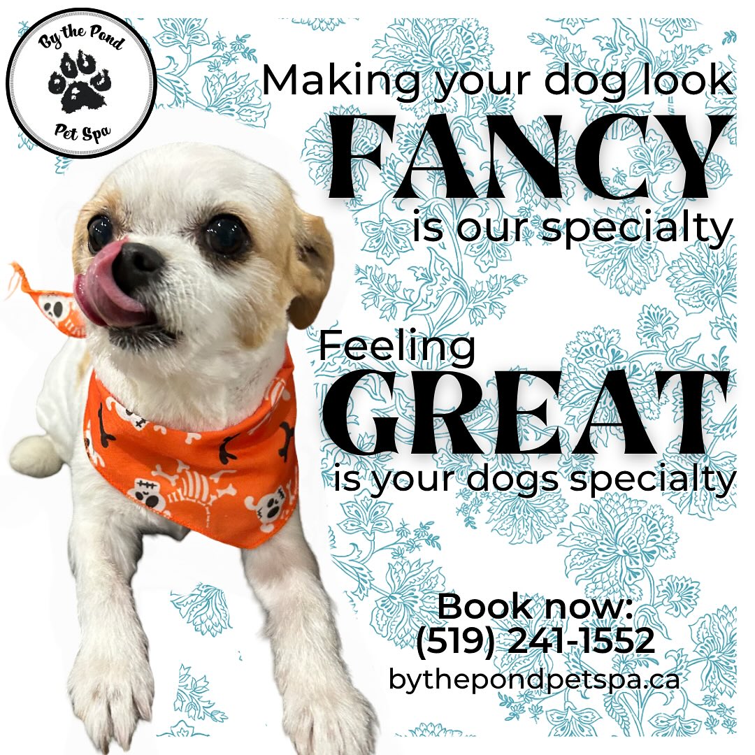 We do fancy here, it’s no secret 😉
Book your first grooming appointment today by calling or texting us at (519) 241-1552. Come be fancy with us! ✨
#bythepondpetspa #doggroomers #doggroomerlife #doggroomersofig #smallbusinessowners #supportsmallbusiness #dogsofinstagram #northdumfriesontario #parisontario #womeninbusiness #dogsofinstagram #aplacetolovedogs #fortheloveofdogs #doggroomingofinstagram #paw #doggo #dogsofinstagramworld #fancy