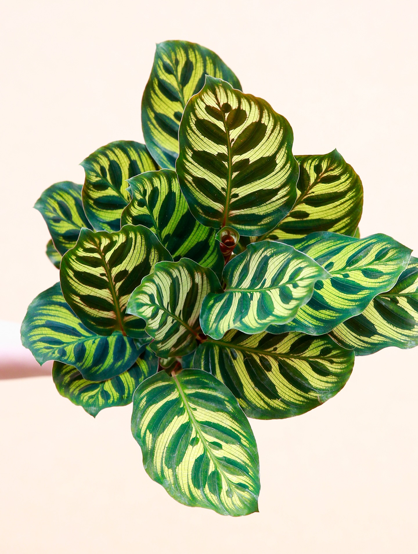 🌿 CALATHEA MAKOYANA 🌿
Indéniablement votre plante préférée en boutique & sans doute aussi un peu la nôtre 🫶🏼
Le Calathea Makoyana est de retour en magasin & sur la boutique en ligne 💚
📍 Jēra, 51 avenue Jean Jaurès, Domont
👉🏼 www.jeraplantshop.com
#jeraplantshop #boutiquevegetale #jardinerieurbaine #calatheamakoyana #calathealovers #plantsplantsplants #plantofinstagram #plantslovers #greenyourfeed #greenlovers #plantstagram #plantgoals #plantsociety #plantcomunity #plantsmakepeoplehappy #entreprisefrançaise #jungleurbaine