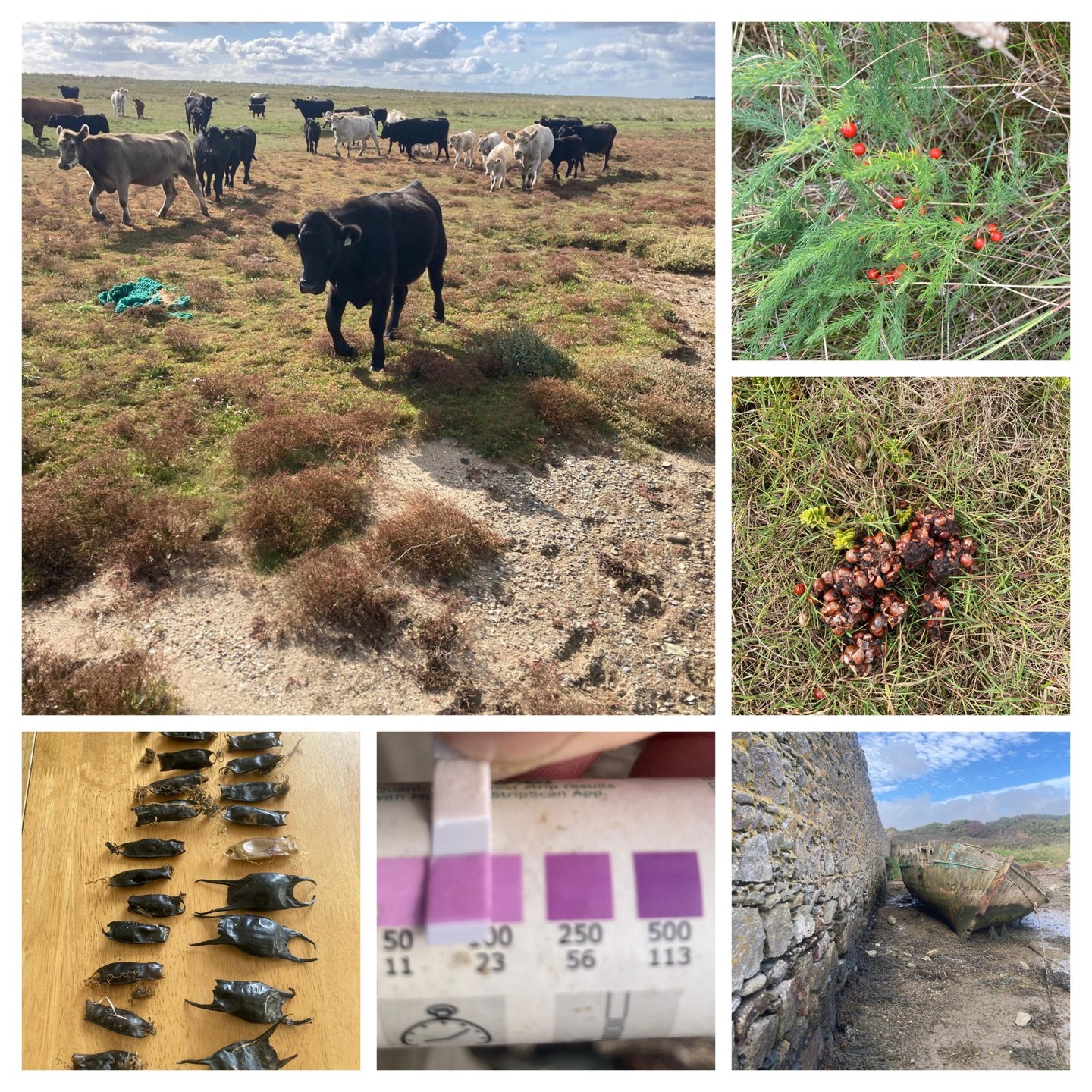 The calm after #StormAmy with plenty of surveys going on all around the Coast! Brilliant photos from around the country from some of our Regional Coordinators!
In Co. Wexford Mick Wren must have the record for the most Mermaids Purses, maybe also for #waterquality high reading for nitrate, those cattle are very curious. Mick also spotted wild asparagus, with berries in scat - maybe a stoat? Anyone know?
Thomas Hannigan was at Magilligan Strand, Northern Ireland, yesterday, noting some dune erosion.
Down in Co. Waterford Brian Jacob was disappointed to see so much litter on Saleens Beach.
Iker was at Termonfeckin, Co. Louth & delighted to see the return of Sabellaria, unusual formation along the beach.
Bernadette Connolly was at Owenachina with a mix of finds, a lot of washed up litter, well decomposed dead seal but also washed up seagrass, beautiful sugar kelp & mussel spat.
Marie Louise Heffernan surveyed Ross Beach & Letterfrack, a lot of washed up seaweeds but also lots of growth!
Why not get out on your shore over the next 2 weeks & see what you discover, we appreciate every unit that people collect data on. Info & all details here -https://www.coastwatch.org/all-ireland-survey-autumn-2025