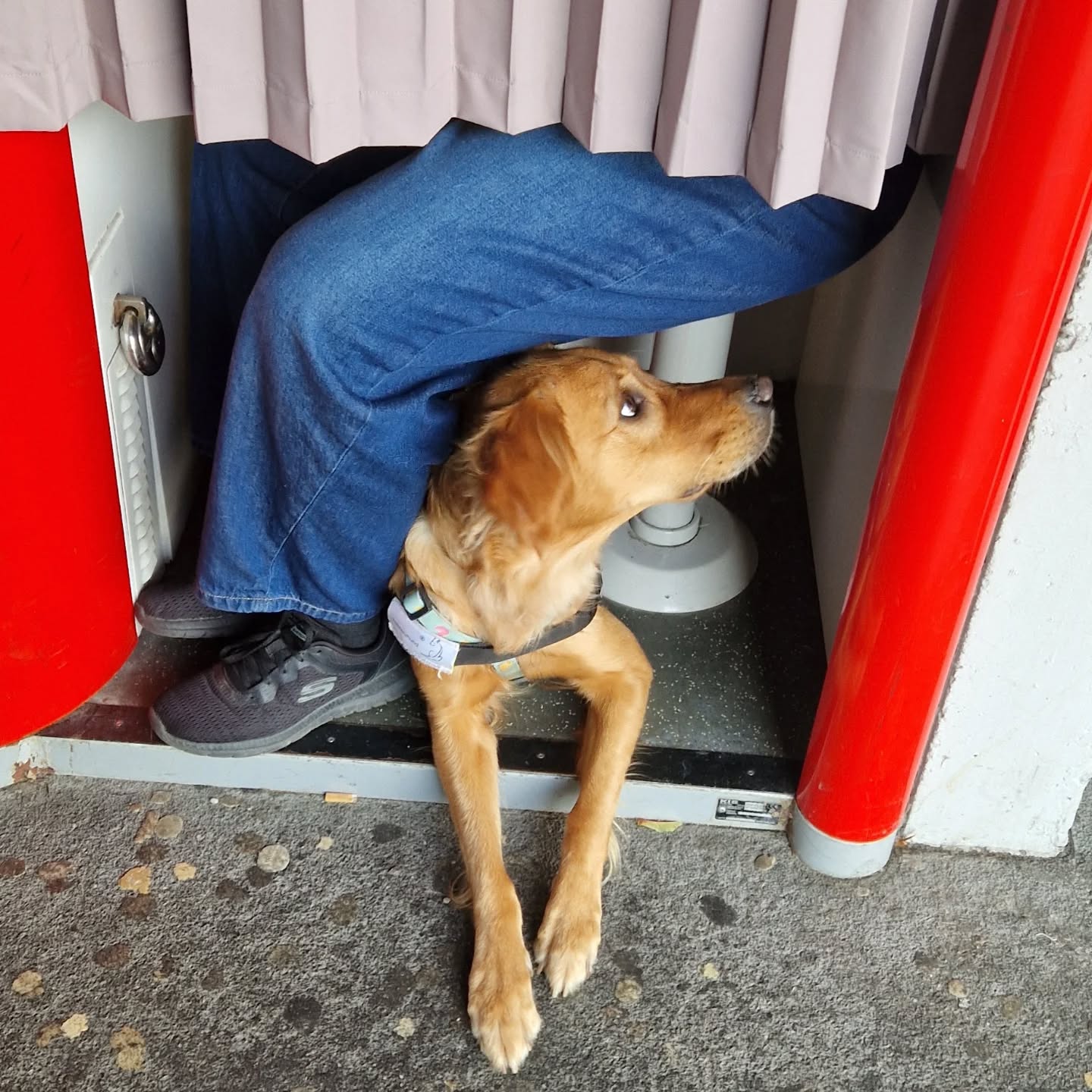 So war es nicht ganz gedacht, aber geht auch 😃🐾
#assistenzhundeschweiz #assistenzhundeverein #assistancedog #assistenzhund #assistenzhundausbildung #hundetraining #vereinfürhilfshunde #pawsandyou #vereinpawsandyou #gemeinnützig
