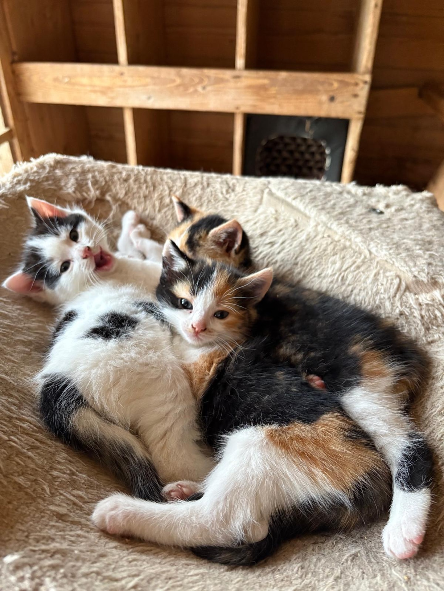 Hofkatzen sollte man sein!😍
.
.
#katzen #katzenbaby #kätzchen #hof