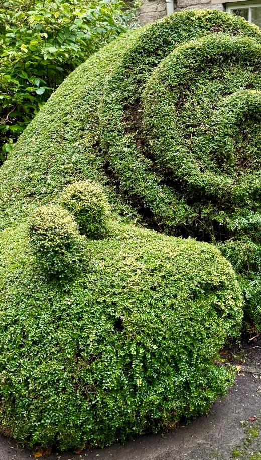 Topiary Time 🌿🌳✂️!
Watch Alex turn a plain bush into an animal kingdom! Which animal is your favourite - the snail or the two pigs? Let us know below 👇