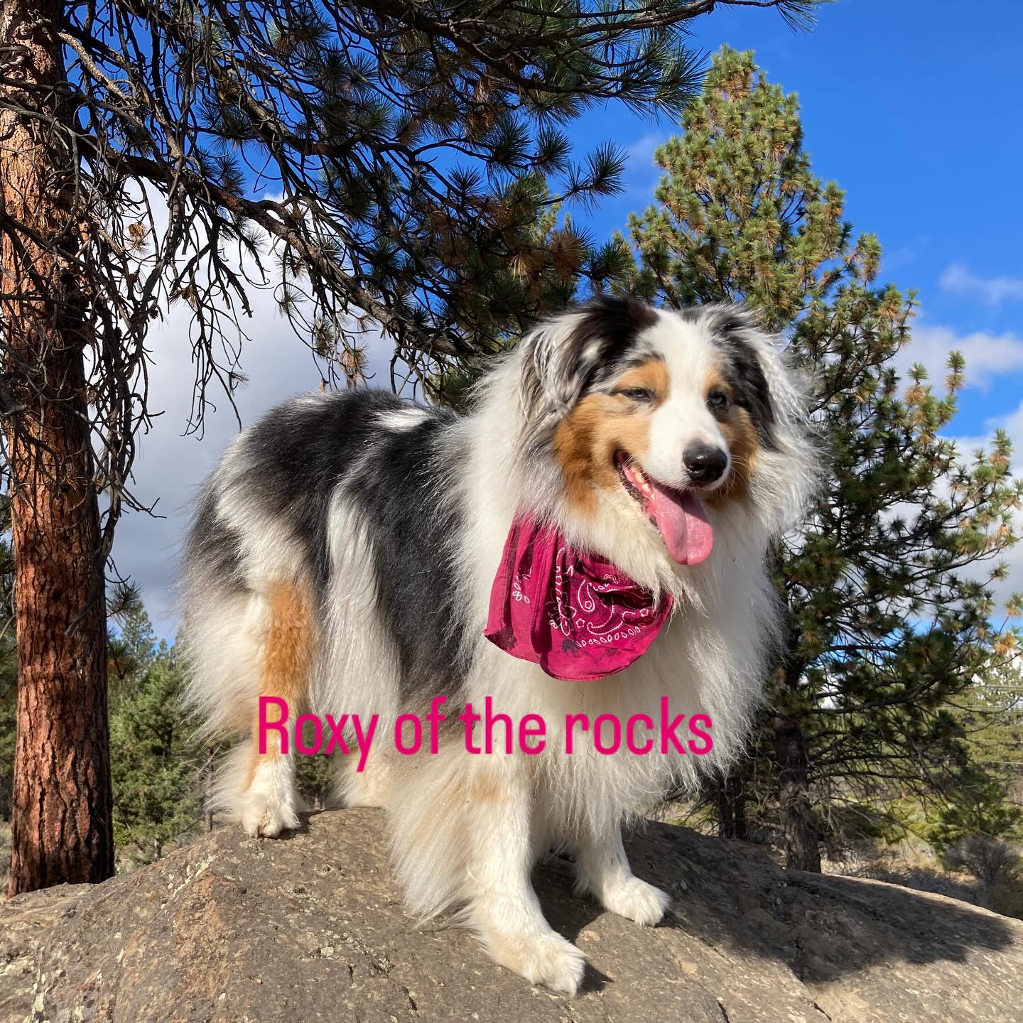 It’s a great morning out at GoodDog! FYI Roxy lost her bandana shortly after this photo and I didn’t notice right away. We were walking back toward the parking lot from the west. #gooddog #rimrocktrail #dogpac #dogpacco #offleashlife #offleashadventures #bendpets #deschutesnationalforest #backyardbend #hiking🌲 #hikingwithdogs