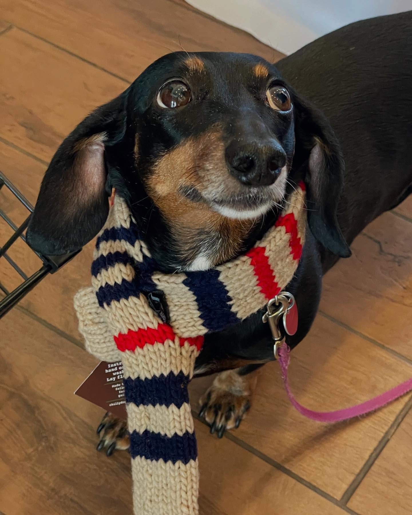 Thanks for visiting The Senior Shop today, Blaine. 🐶
P.S. Tell your mom you need that scarf.