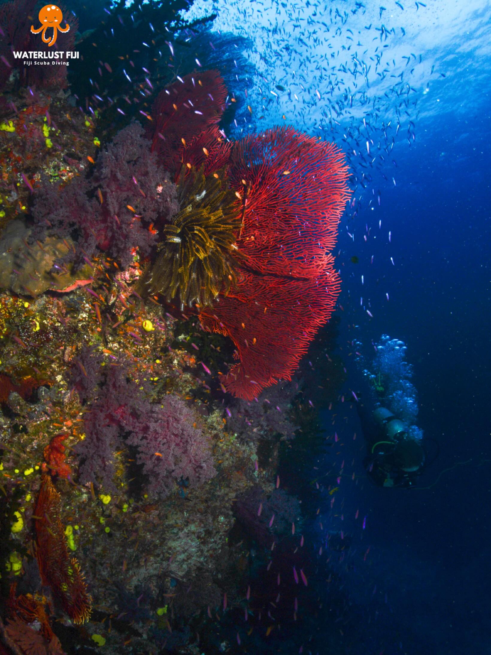 More than a reef ! It’s a loving tapestry of colour 🌺💦
Chimneys dive site at Namena Reserve ‘tabu’ marine park is one of the most strikingly beautiful dive sites in the world
#fijitourism #fijidiving #bestdiving #mostbeautifuldivespots #scubadive #fiji #softcorals #savusavu