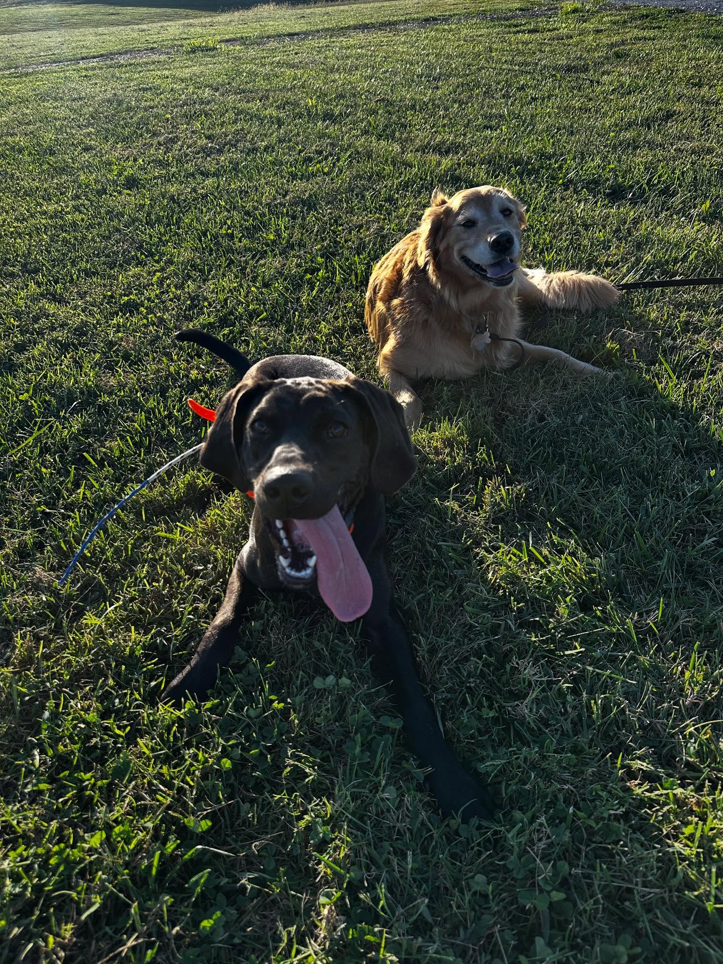 These are the moments that I have trained dogs for for years. I followed some advice from @larrykrohn about doing a handoff lesson using the other dog, and in one session we had this girl leash dragging alongside her off leash trained sister. The result? Biological fulfillment for both!