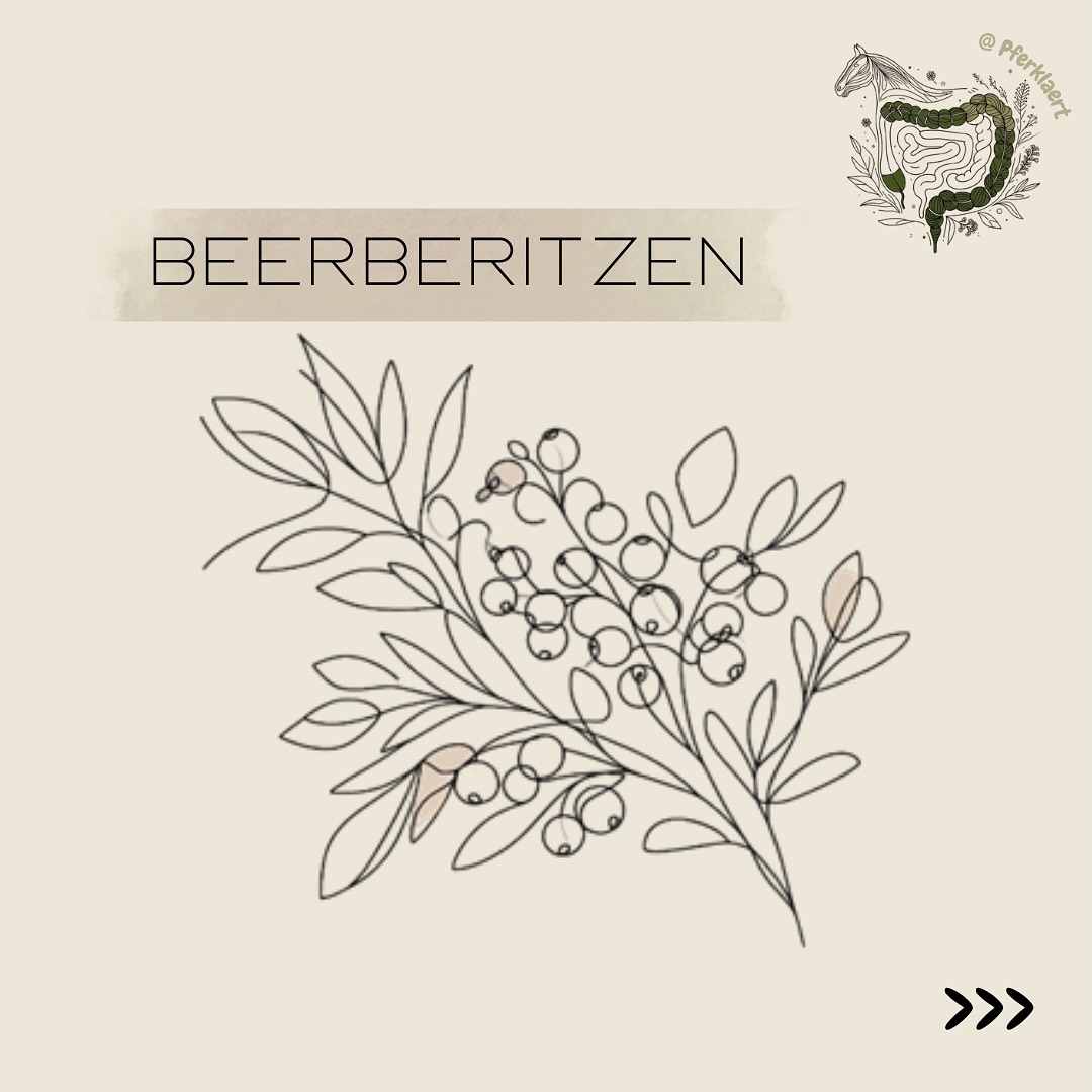 (Werbung) Die Berberitze (Berberis vulgaris) gehört zu den unterschätzten Powerpflanzen in der Pferdefütterung – und das völlig zu Unrecht!
Ihre leuchtend roten Früchte enthalten eine Vielzahl wertvoller Inhaltsstoffe.
📅 Erntezeit: September – Oktober
🥄 Fütterungsempfehlung: ca. 35 g/Tag
🌿 Inhaltsstoffe pro 100 g
Protein: 5 g
Fett: 1 g
Mineralstoffe: Zink, Eisen, Magnesium, Kalium
Vitamin C
Sekundäre Pflanzenstoffe:
Berberin, Berbamin
Flavonoide
Gerbstoffe (Tannine)
Anthocyane
Palmatin
Jatrorrhizin
Organische Säuren: Chelidonsäure, Citronensäure, Äpfelsäure
Diese Kombination macht die Berberitze zu einem echten Superfood für Pferde
Wirkung auf den Pferdeorganismus
Es liegen nicht genügend direkte wissenschaftliche Belege vor, um die Wirkung von Berberitzen auf Pferde abschließend zu beurteilen.
Während Studien am Menschen darauf hindeuten, dass eine Berberitzen-Supplementierung positive Auswirkungen auf den Stoffwechsel haben kann (Hadi et al. 2019), gibt es keine pferdespezifischen Studien.
Metaanalysen am Menschen lassen vermuten, dass Berberitzen Folgendes bewirken könnten:
Senkung des Gesamtcholesterins
Senkung des Triglyceridspiegels
Verbesserung des Insulinspiegels
Studien an Ratten deuten auf potenzielle Vorteile für das Herz-Kreislauf- und Nervensystem hin, einschließlich einer Blutdrucksenkung (Fatehi et al. 2005). Immunologisch können Berberitzen Immunreaktionen beeinflussen und entzündungshemmende Wirkungen hervorrufen (Kalmarzi et al. 2019).
🪷 In der TCM (Traditionellen Chinesischen Medizin)
Die Berberitze wirkt kühlend, Qi-stärkend und nässetransformierend. Sie wird den Funktionskreisen Leber, Gallenblase, Magen, Lunge, Milz, Niere und Blase zugeordnet.
➡️ Besonders geeignet, um Hitze zu eliminieren, Feuchtigkeit auszuleiten und Energie wieder in Fluss zu bringen.
🍇 Beeren sind mehr als nur Leckerli!
📖 Die „Beeren-Bibliothek“ bringt Klarheit in die bunte Welt der Beeren.
💚 Preis: 19,99 €
📎 Link in Bio
Auf über 60 Seiten findest du:
• Fütterungsempfehlungen & Produktempfehlungen
• Wirkung & Anwendungsgebiet
• Inhaltsstoffe
• TCVM-Bezug (Funktionskreise & Wirkung)
• interaktive Excel-Tabelle zur Nährstoffberechnung