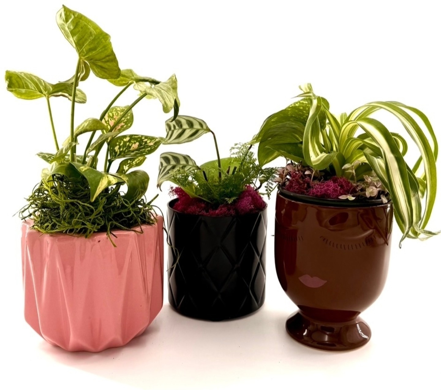 October is here, and it’s time to Think Pink! 🌸 We’re thrilled to introduce our special collection of plant trios dedicated to supporting breast cancer awareness. Each trio not only brightens your space but also spreads a message of hope and resilience.
💗 These beautiful arrangements are perfect for gifts or to treat yourself. Come visit us www.potogreens.com to purchase your favorite trio and help us grow hope together! 🌿
#ThinkPink #BreastCancerAwareness #PlantNursery #PlantLove #HomeDecor #PlantLife #Community #HopeAndHealing